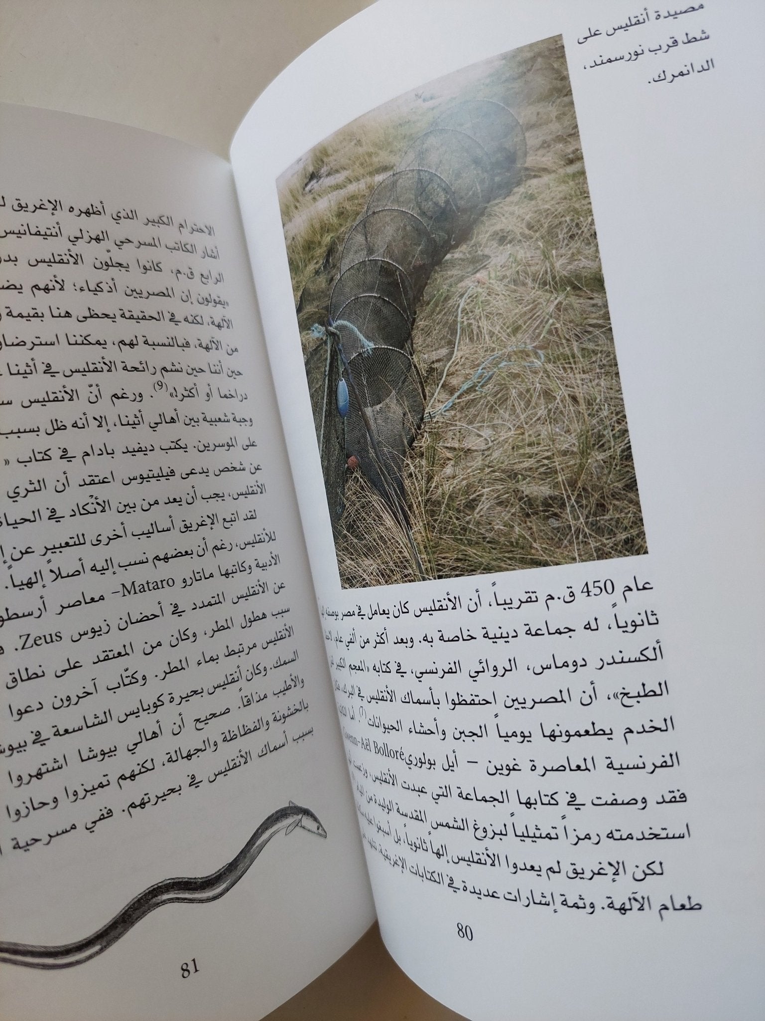 الأنقليس .. التاريخ الطبيعى والثقافى / ريتشارد شفيد - هارد كفر - متجر كتب مصر - متجر كتب مصر