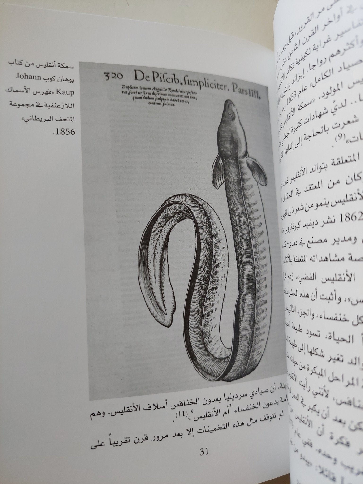 الأنقليس .. التاريخ الطبيعى والثقافى / ريتشارد شفيد - هارد كفر - متجر كتب مصر - متجر كتب مصر