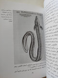 الأنقليس .. التاريخ الطبيعى والثقافى / ريتشارد شفيد - هارد كفر - متجر كتب مصر - متجر كتب مصر