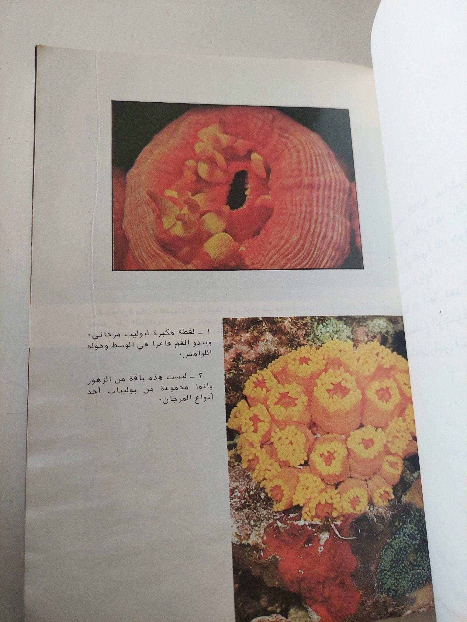 الحياة والموت فى بحر ملون / صنع الله إبراهيم - ملحق بالصور - متجر كتب مصر - متجر كتب مصر