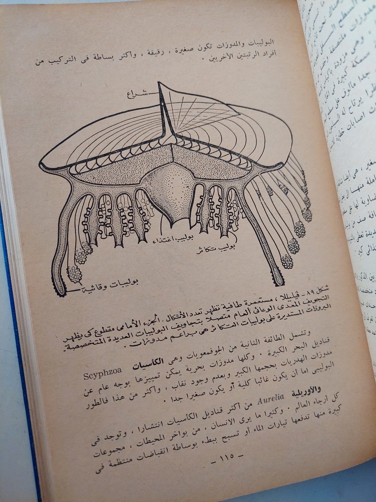 الحيوانات اللافقارية - هارد كفر ملحق بالصور - متجر كتب مصرمتجر كتب مصر