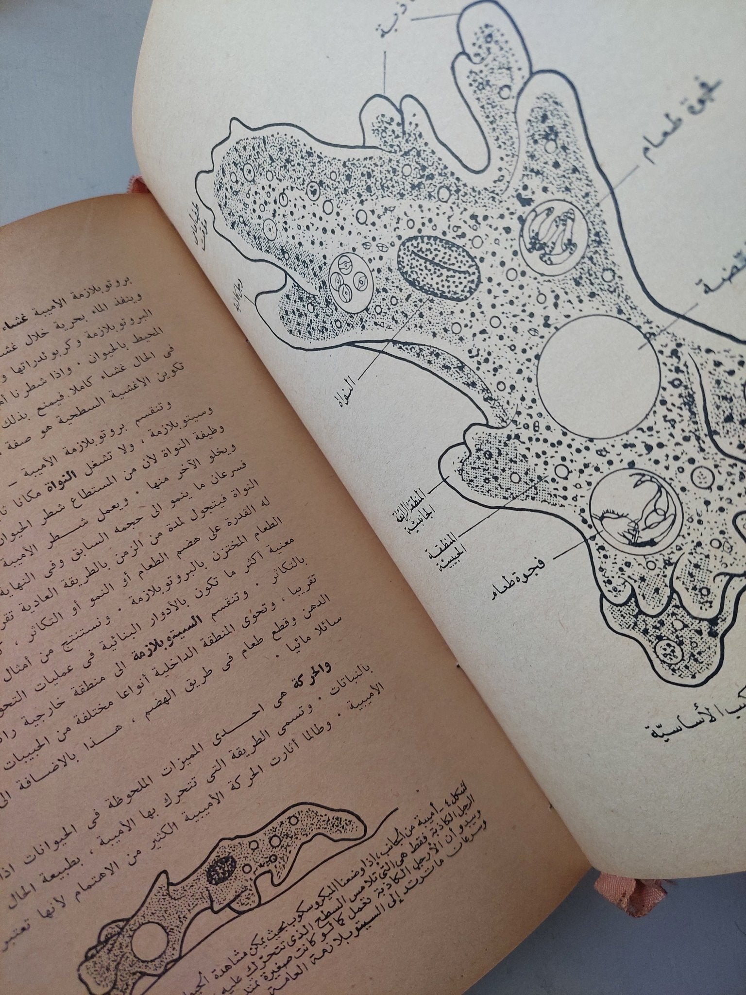 الحيوانات اللافقارية - هارد كفر ملحق بالصور - متجر كتب مصرمتجر كتب مصر