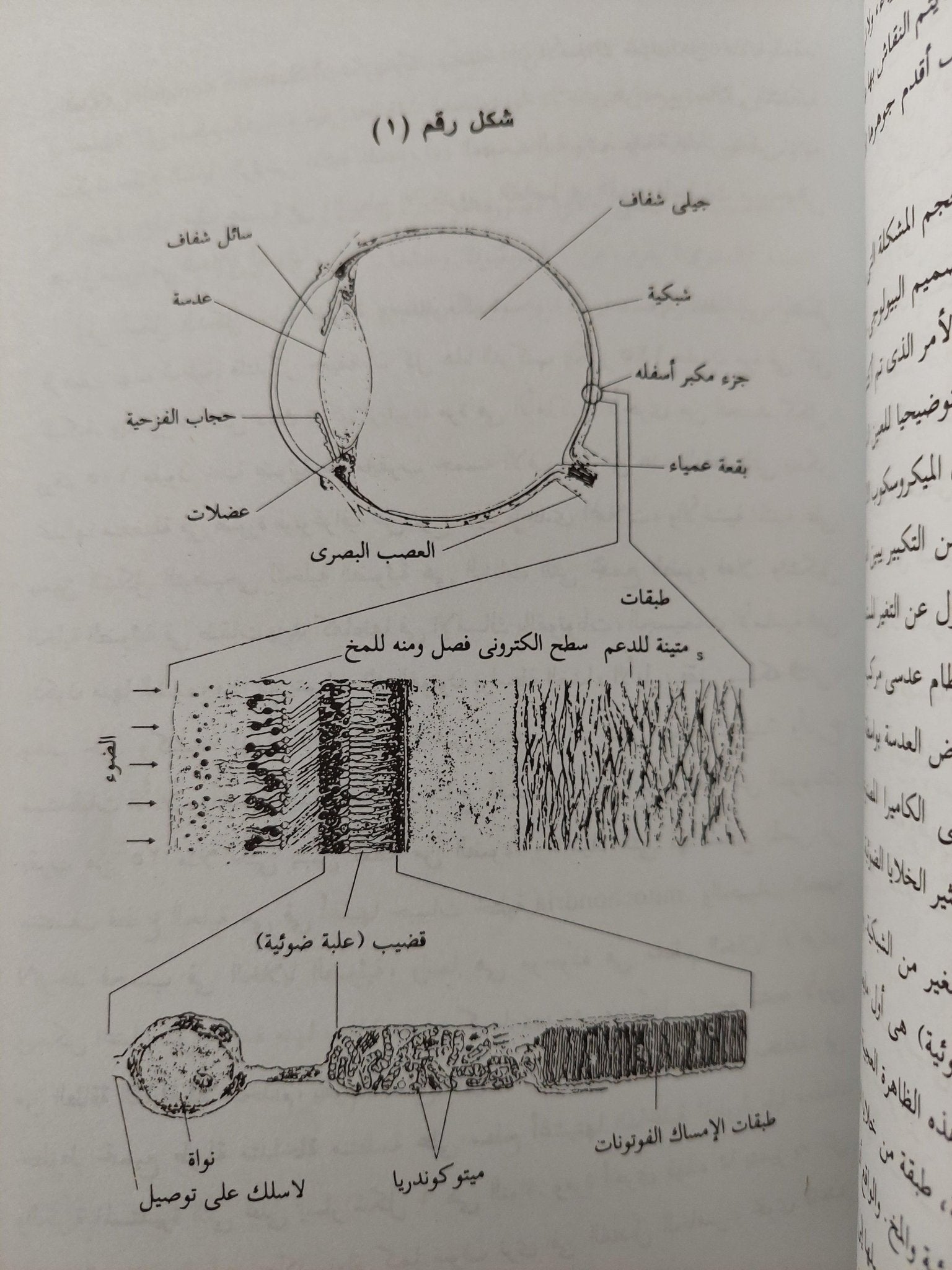 الجديد في الأنتخاب الطبيعي (بيولوجيا) - متجر كتب مصرمتجر كتب مصر