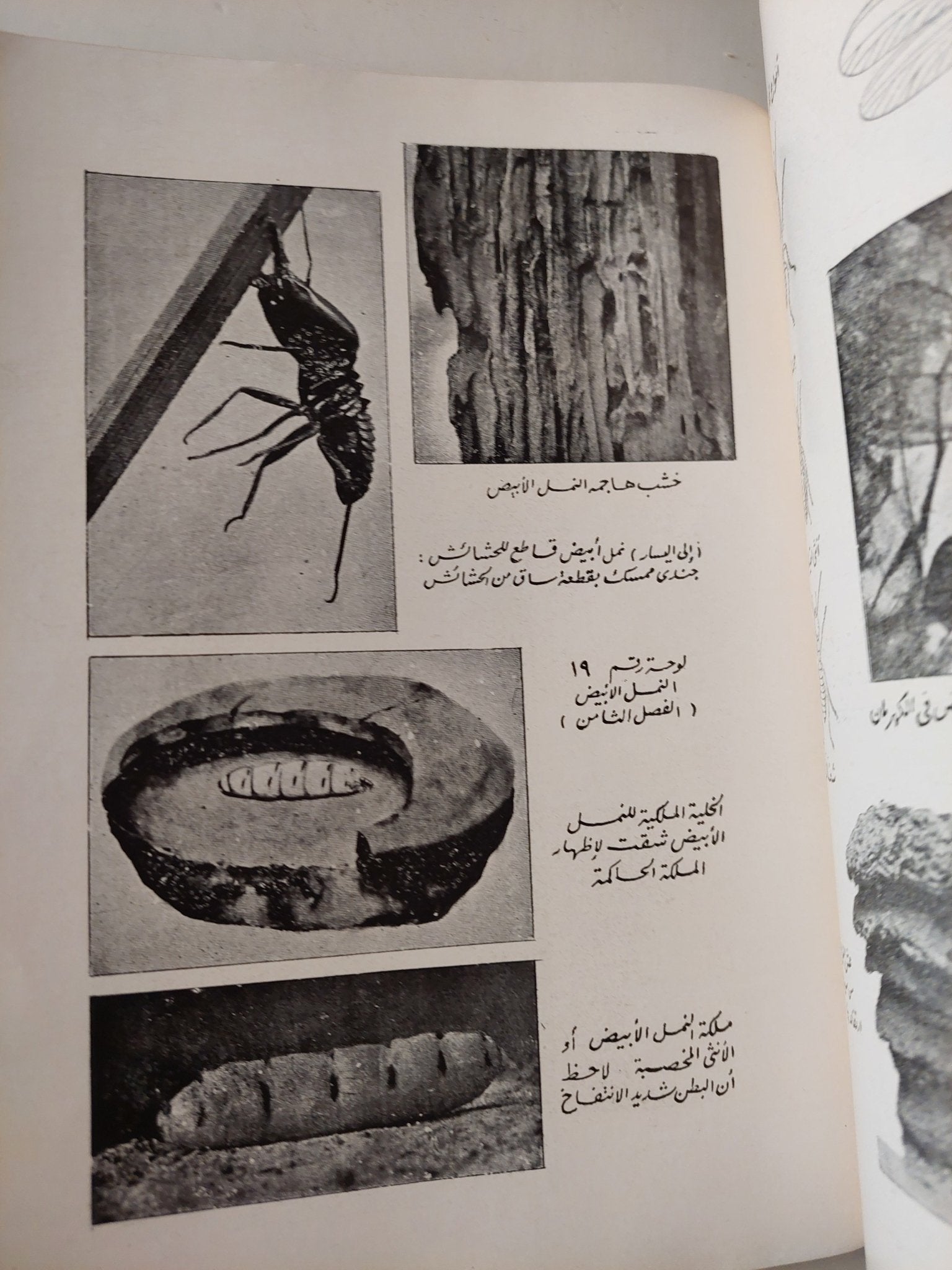 المجتمعات الحشرية / هارولد باستن - متجر كتب مصر - متجر كتب مصر