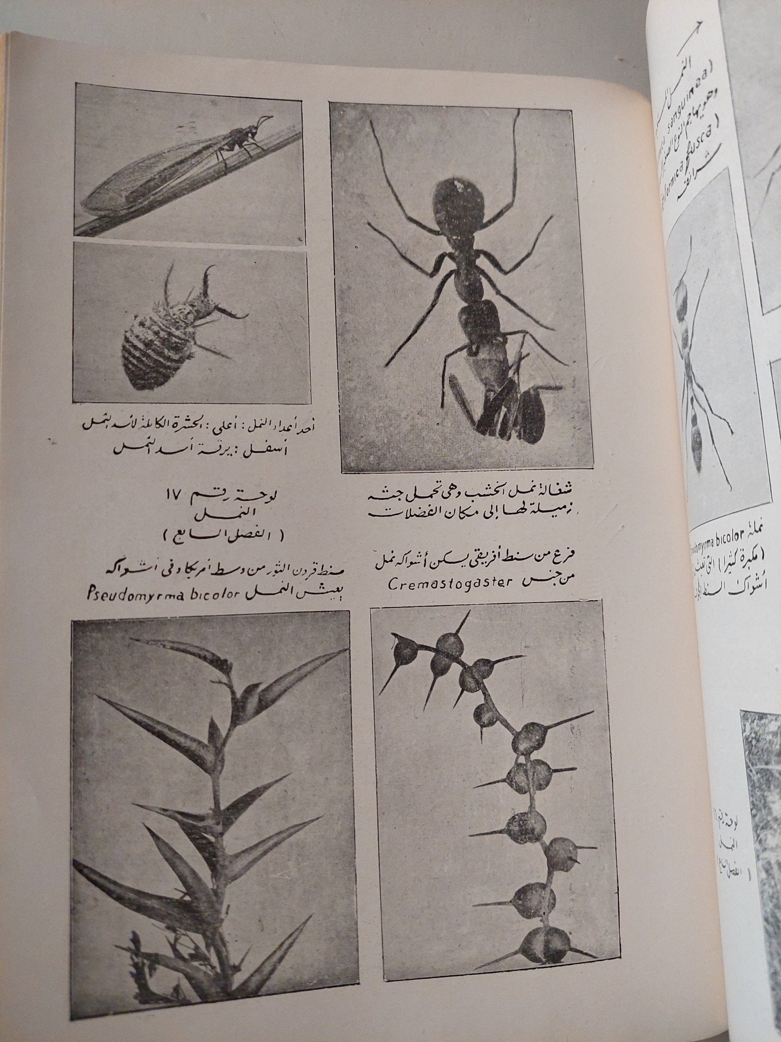 المجتمعات الحشرية / هارولد باستن - متجر كتب مصر - متجر كتب مصر