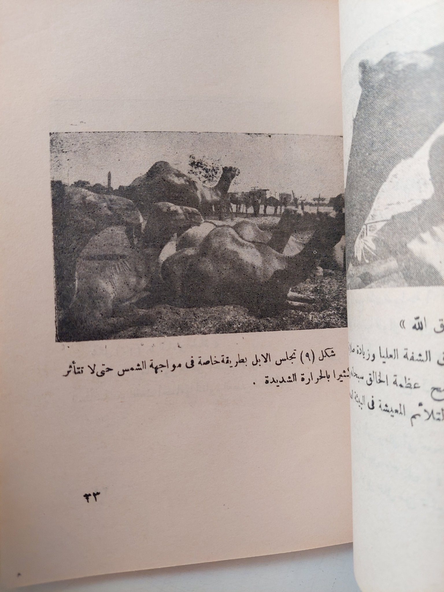 أسرار فى حياة الأبل / محمد سامى - متجر كتب مصر - متجر كتب مصر