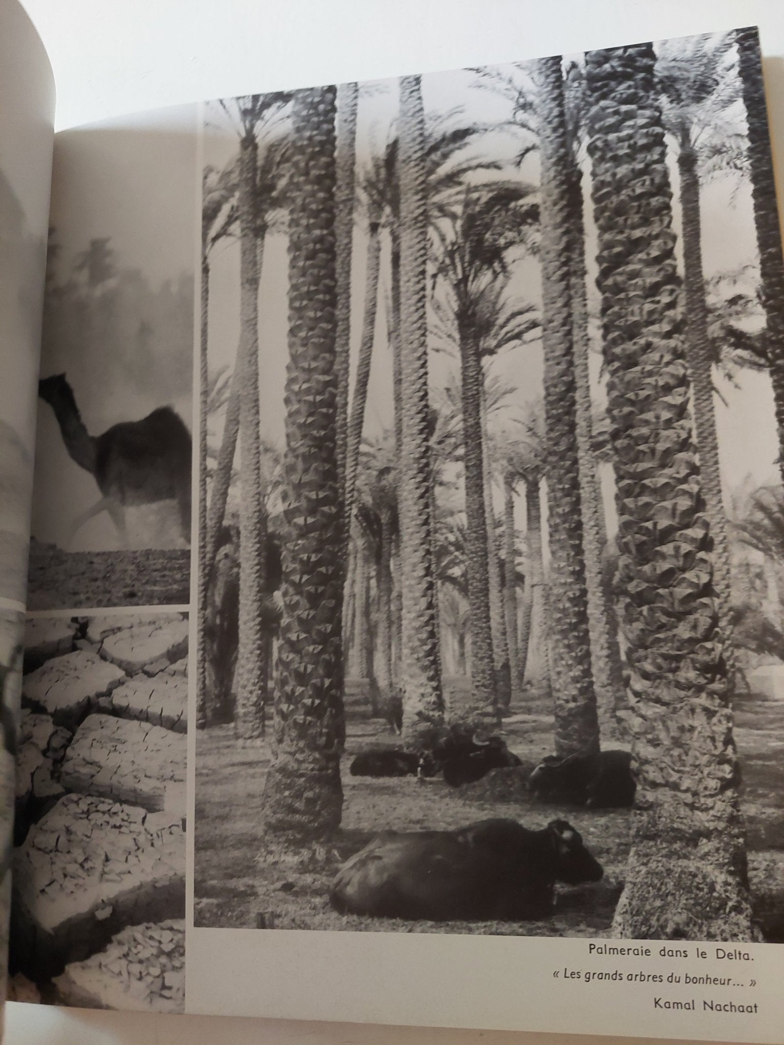 L'Egypte - هارد كفر قطع كبير - متجر كتب مصر - متجر كتب مصر