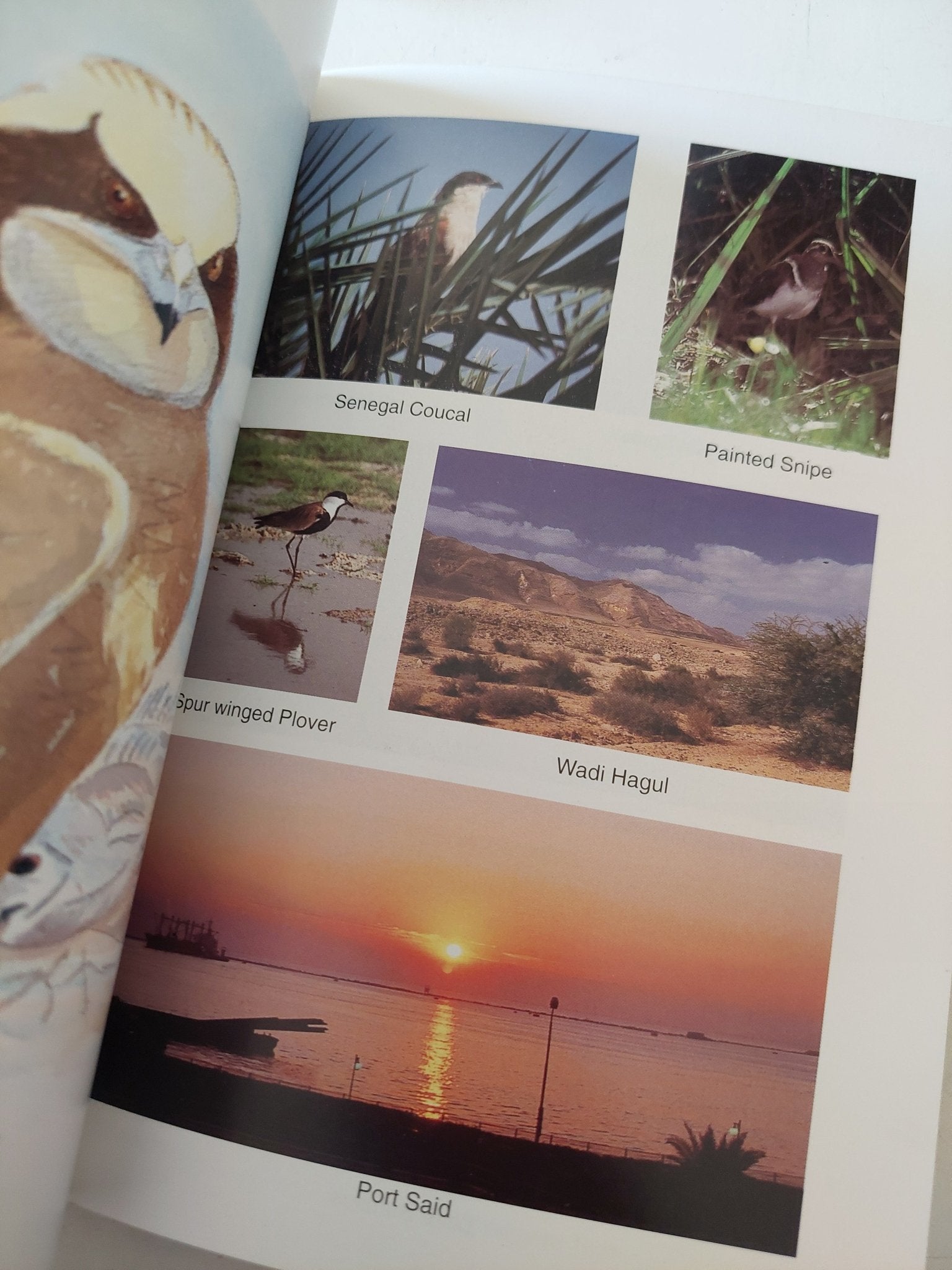 Pharaohs birds / John miles - ملحق بالصور - متجر كتب مصر - متجر كتب مصر