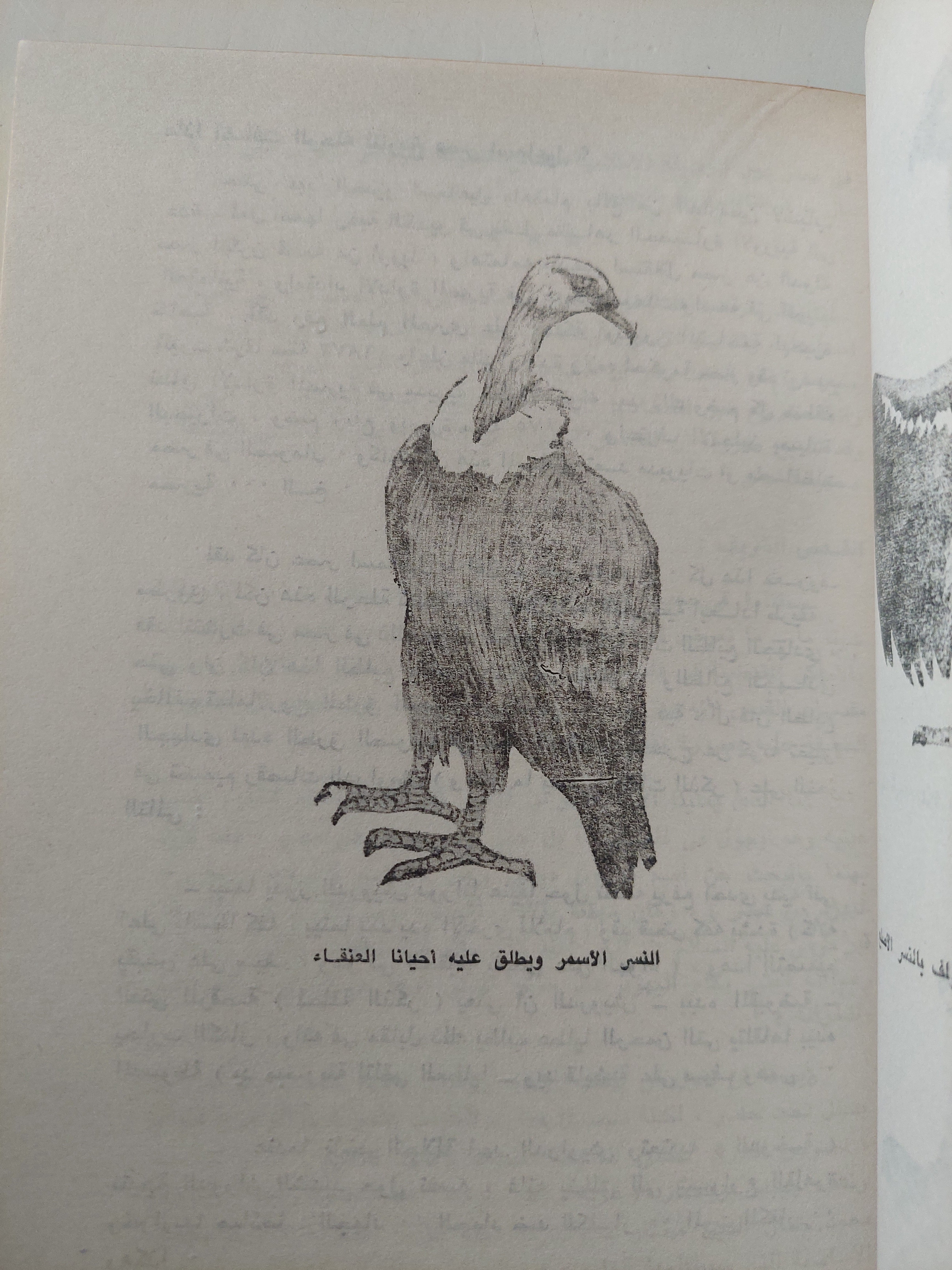 رحلة الأمير رودولف الى الشرق - ٣ أجزاء كاملة - متجر كتب مصر - متجر كتب مصر