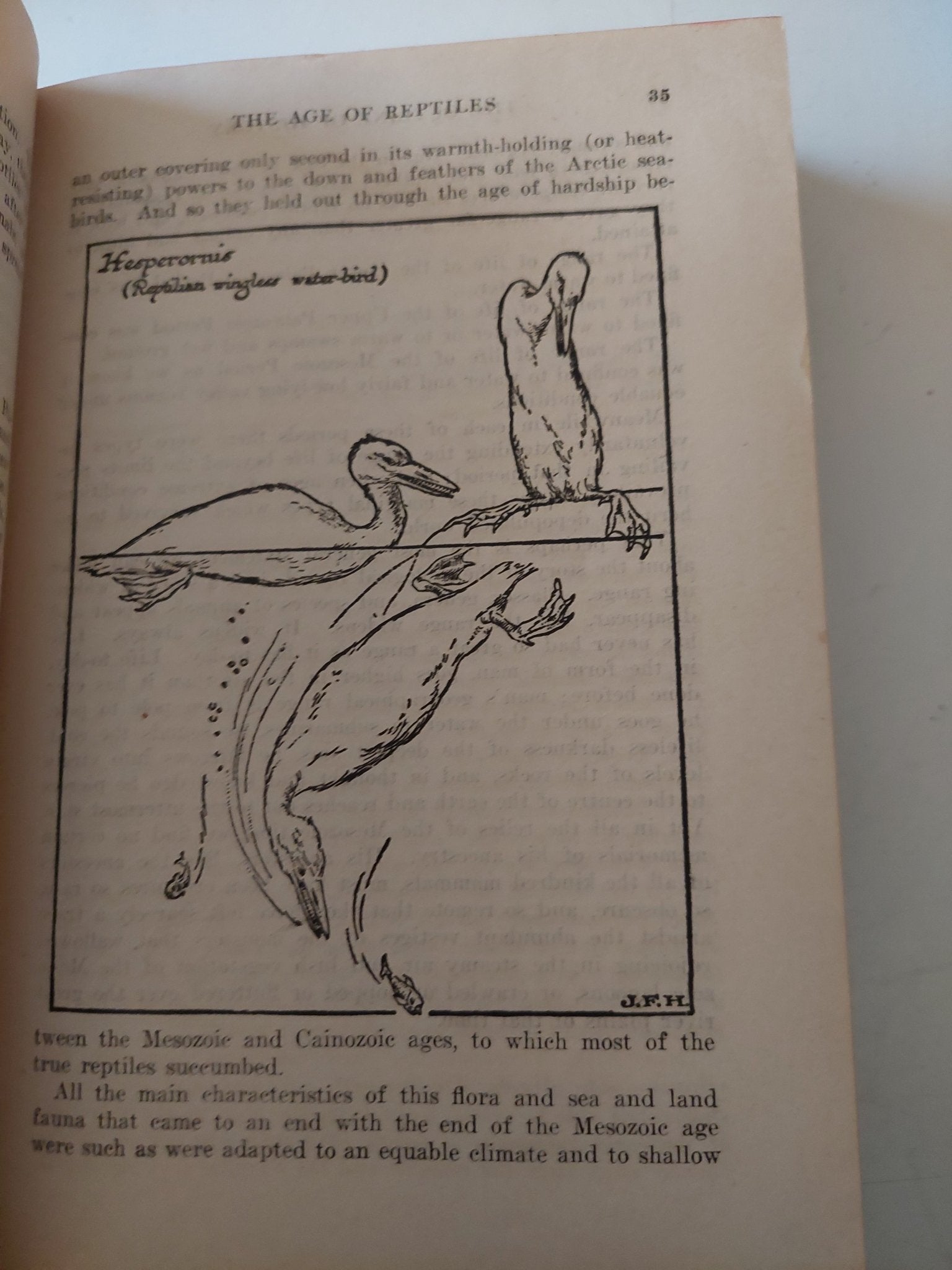 the outline of history / H. G. Wells - هارد كفر - متجر كتب مصر - متجر كتب مصر