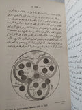 تطور الجنس البشرى / محمد السيد غلاب - هارد كفر ١٩٥٧ - متجر كتب مصر - المكتبة الفلسفية
