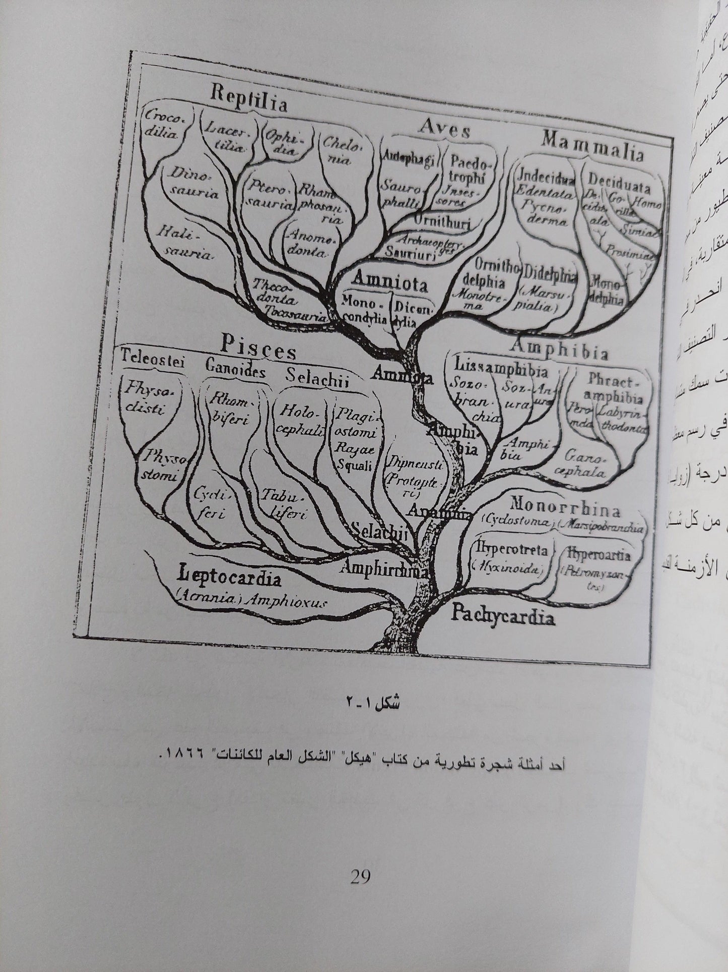 مسارات التطور في الطبيعة من منظور التصنيف التطوري الجيني - متجر كتب مصر