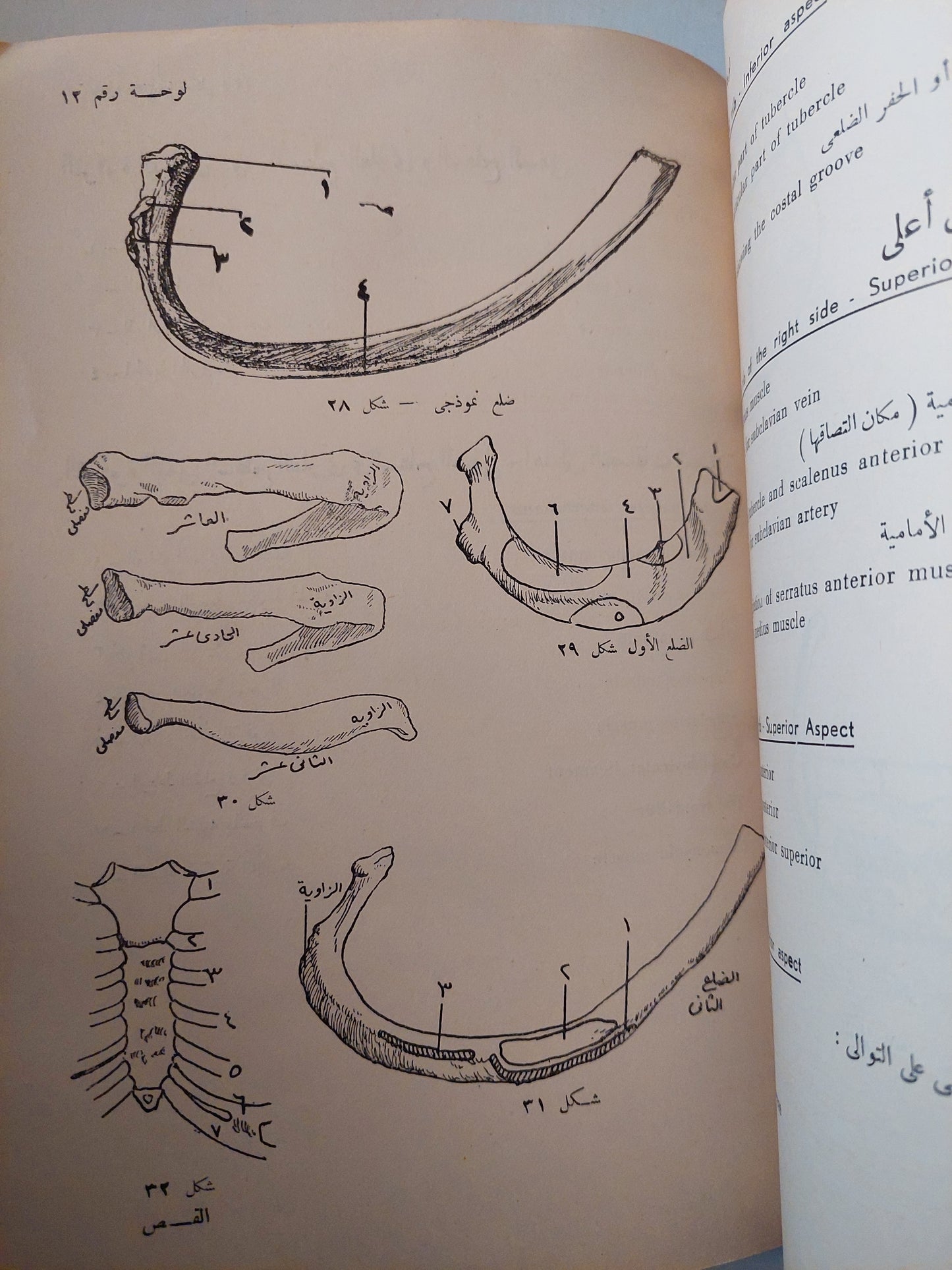 أطلس تشريح الإنسان