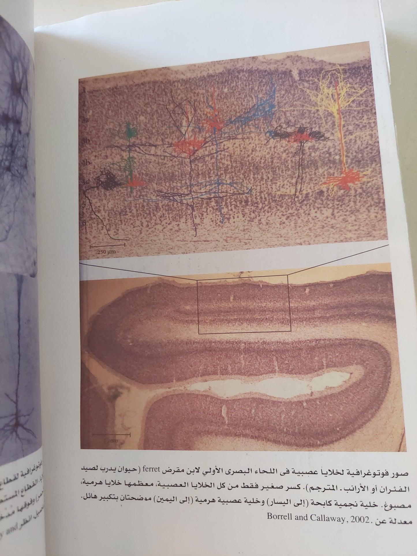 البحث عن الوعى .. مقاربة بيولوجية عصبية / كريستوف كوتش - ملحق بالصور