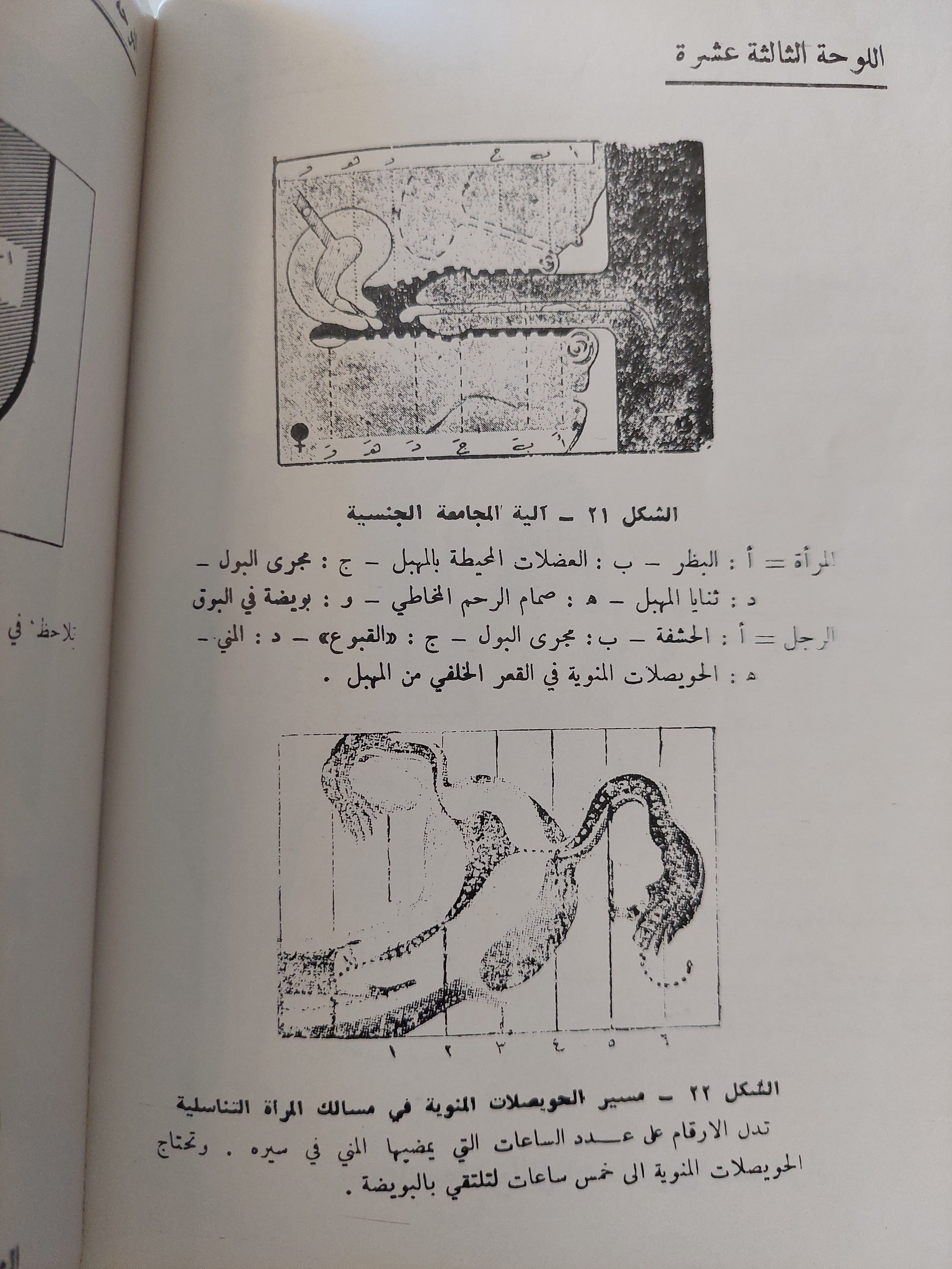 حياتنا الجنسية ..مشكلاتها وحلولها / فريدريك كهن