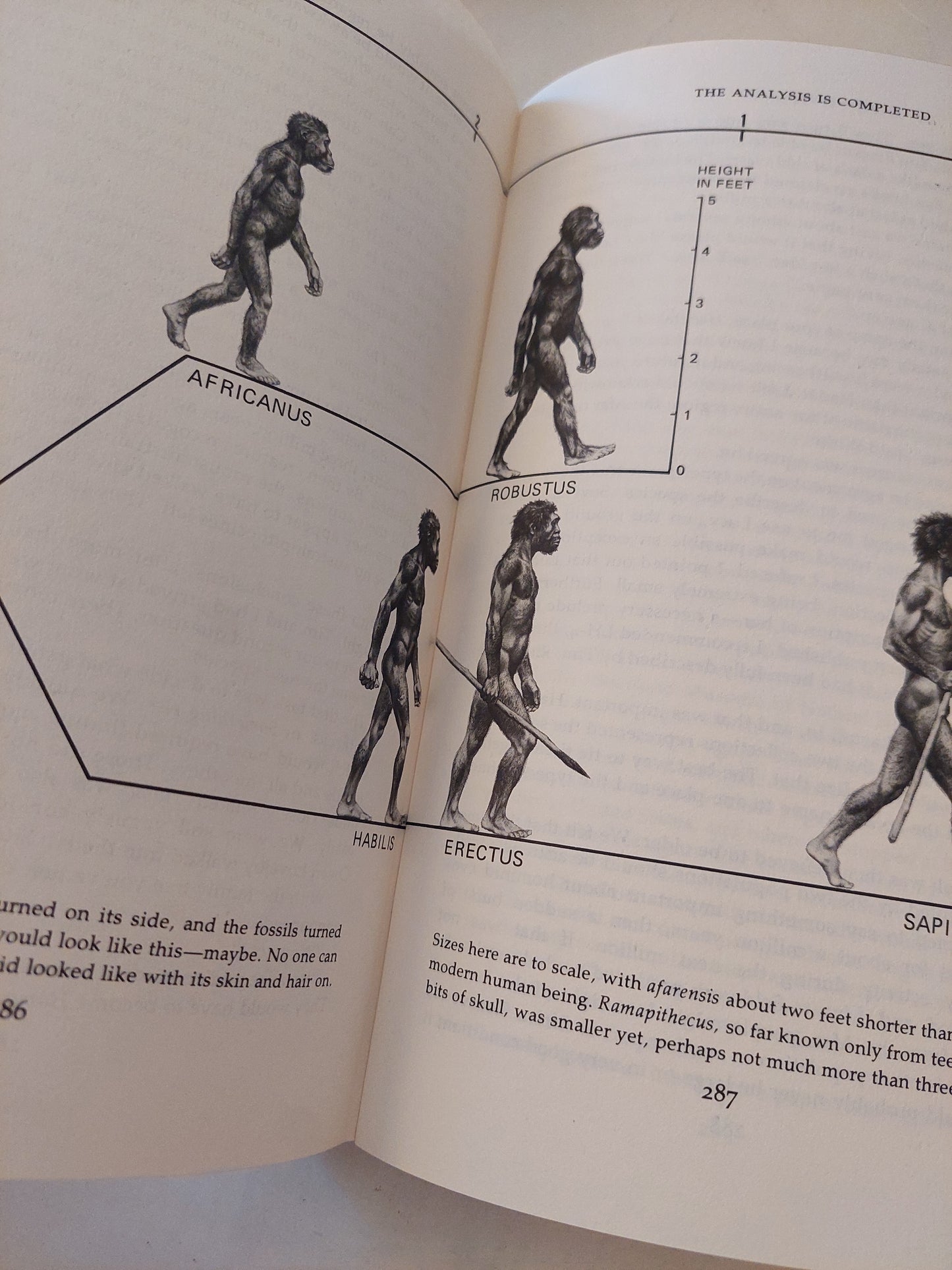 Lucy .. The beginnings of humankind / Donald Johansen & Maitland Edey - هارد كفر ملحق بالصور