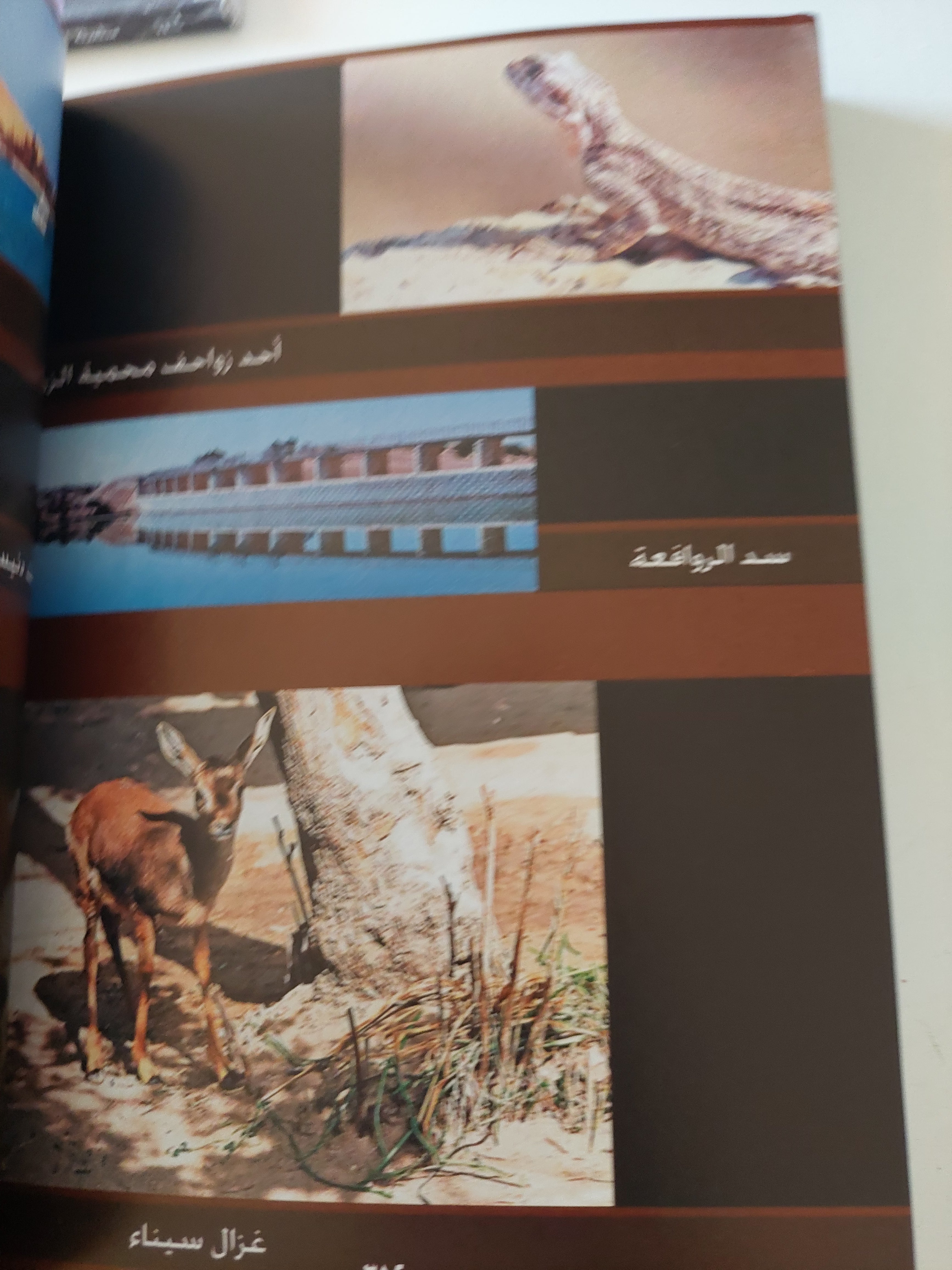 سيناء المقدسة / يحيي محمد الغول - ملحق بالصور - متجر كتب مصرمتجر كتب مصر