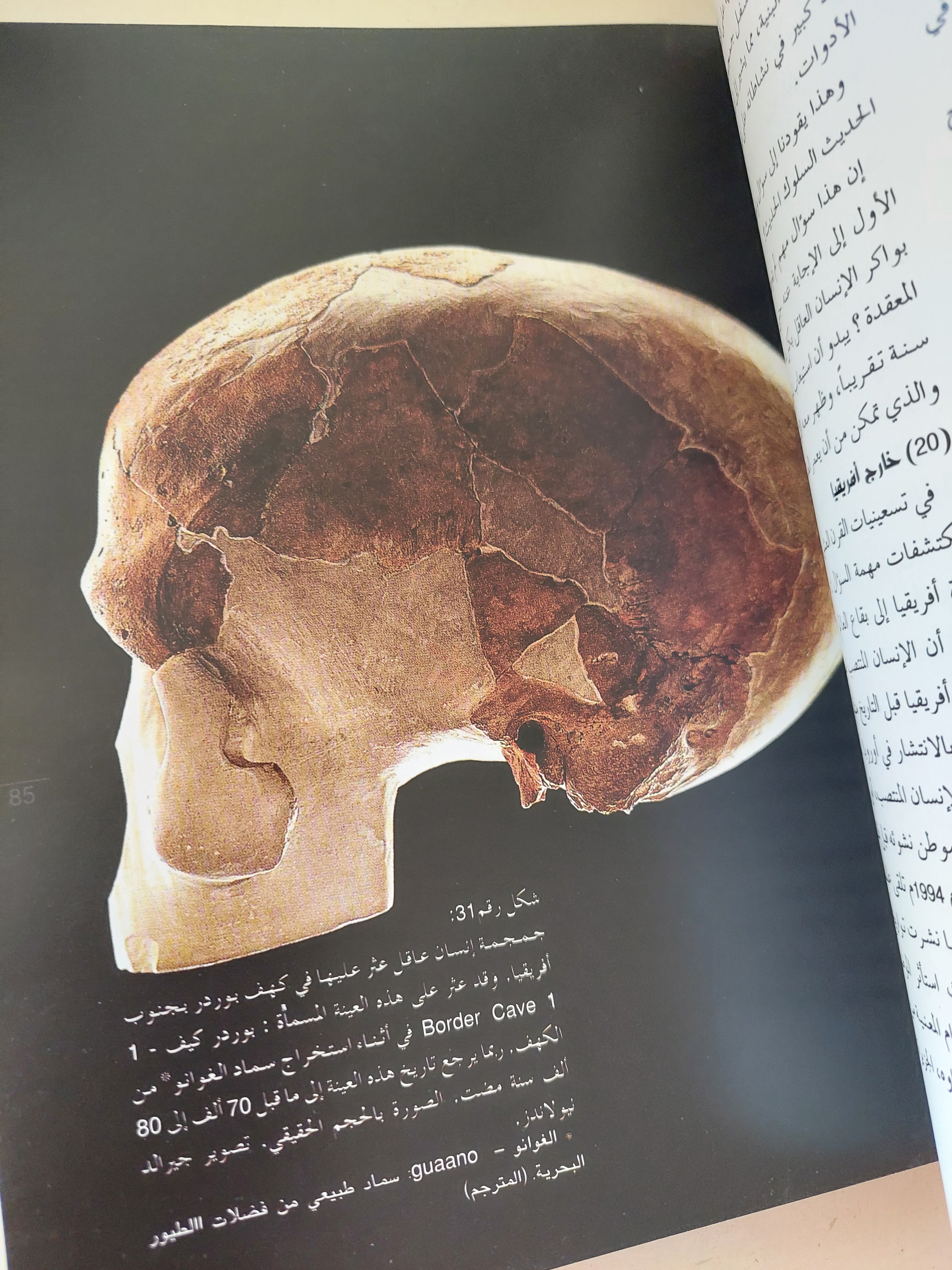 من مرحلة لوسي الى مرحلة اللغة / دونالد جوهانسون وبيليك إدغار - قطع كبير ملحق بالصور