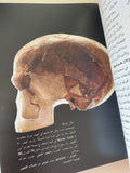 من مرحلة لوسي الى مرحلة اللغة / دونالد جوهانسون وبيليك إدغار - قطع كبير ملحق بالصور