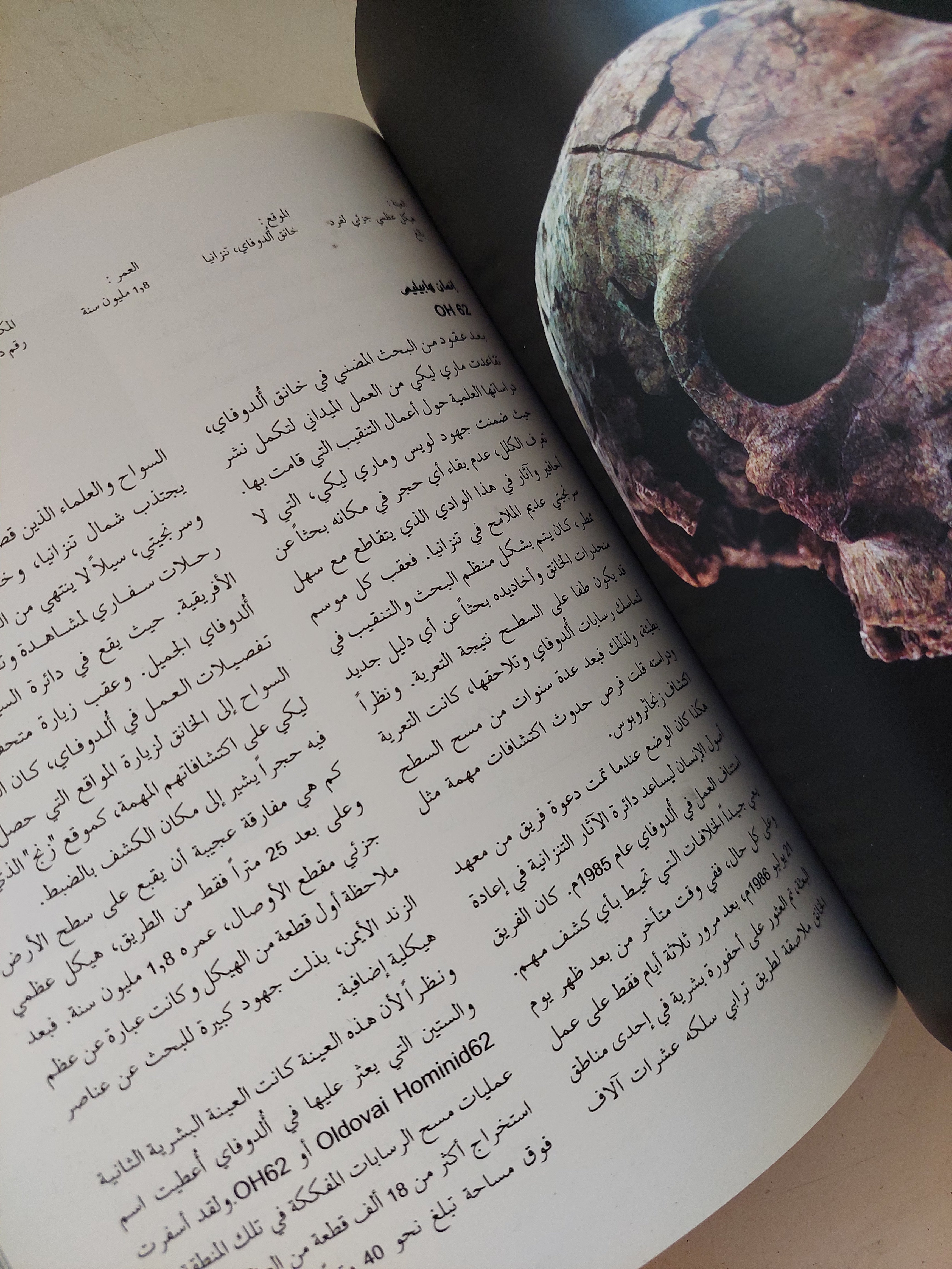 من مرحلة لوسي الى مرحلة اللغة / دونالد جوهانسون وبيليك إدغار - قطع كبير ملحق بالصور