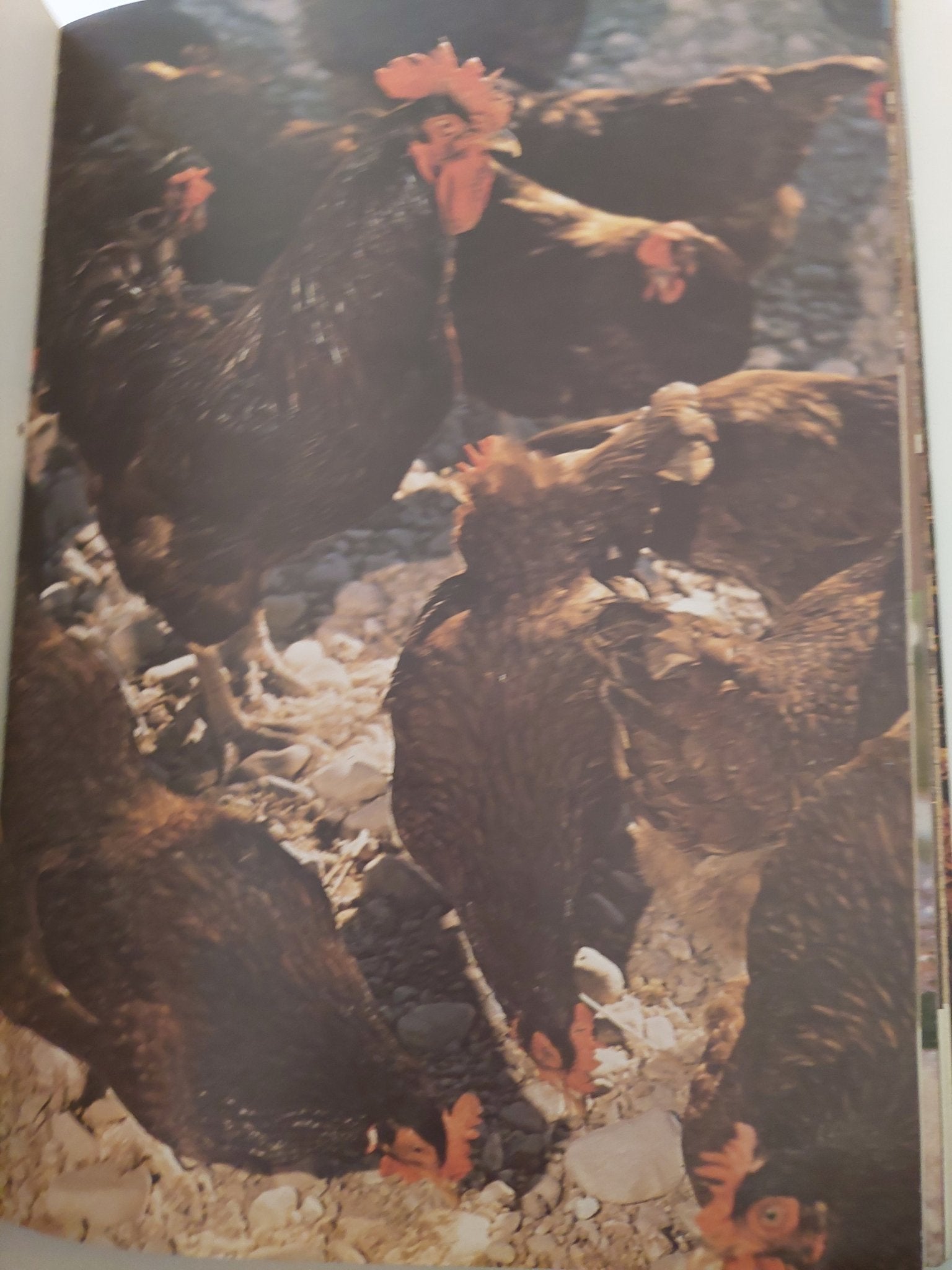 عمان بالألوان - قطع كبير هارد كفر - متجر كتب مصر - متجر كتب مصر