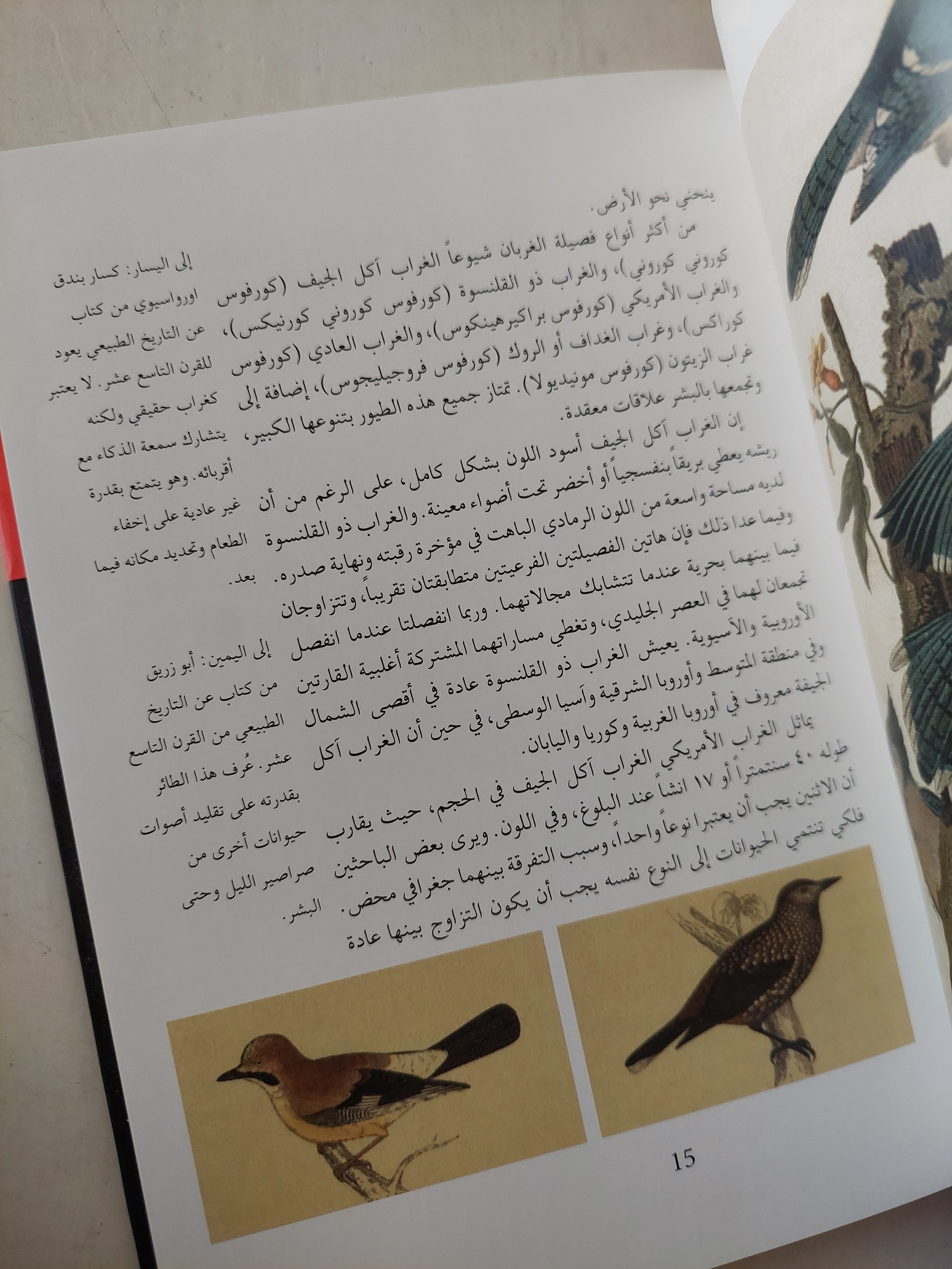 الغراب / بوريا ساكس - هارد كفر ملحق بالصور - متجر كتب مصر - متجر كتب مصر