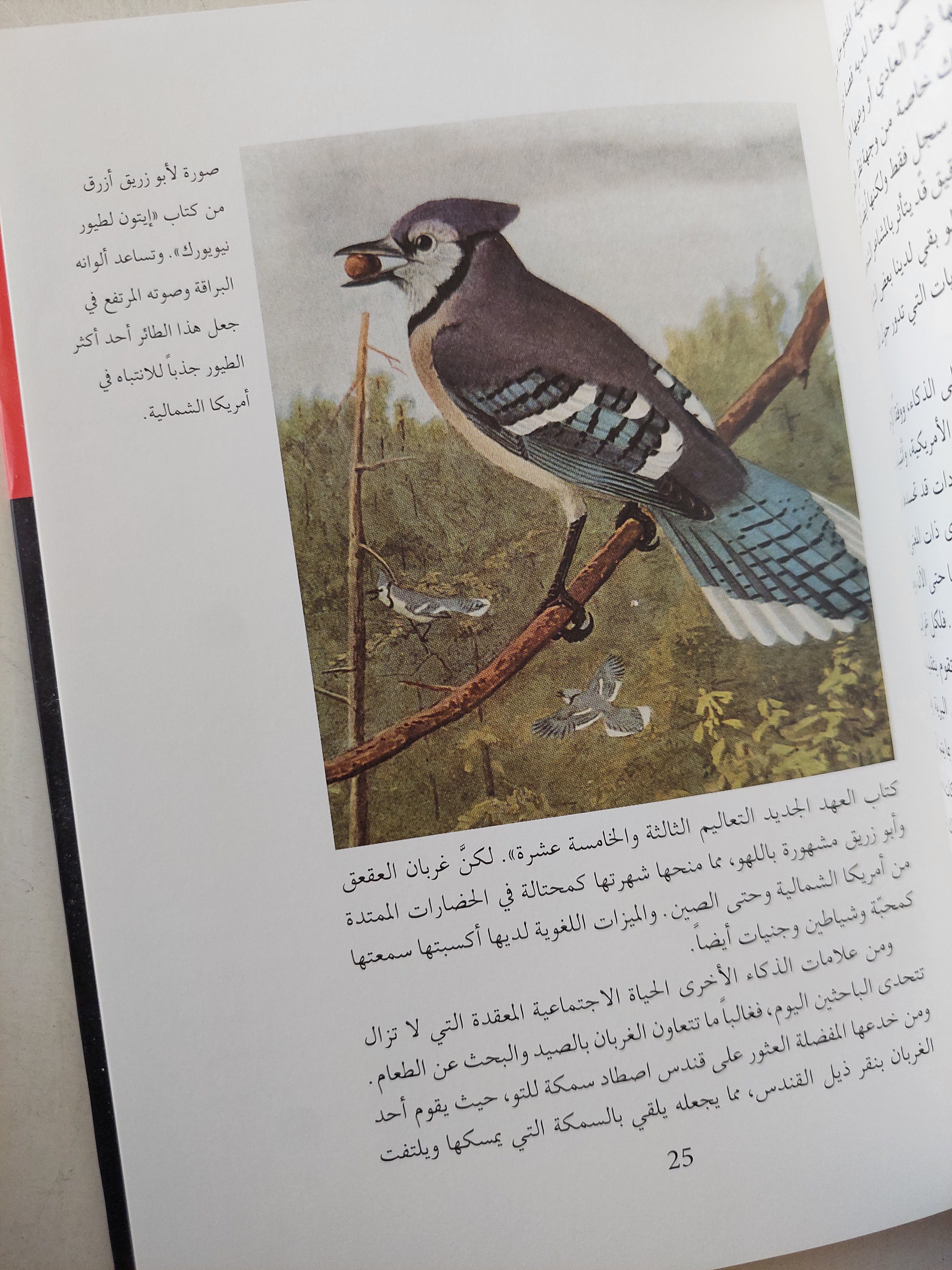 الغراب / بوريا ساكس - هارد كفر ملحق بالصور - متجر كتب مصر - متجر كتب مصر