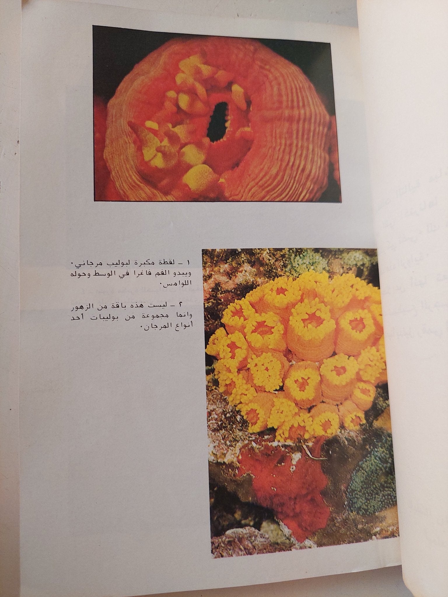الحياة والموت فى بحر ملون .. انه عالم البحر الاحمر الرائع / صنع الله إبراهيم - متجر كتب مصر - متجر كتب مصر