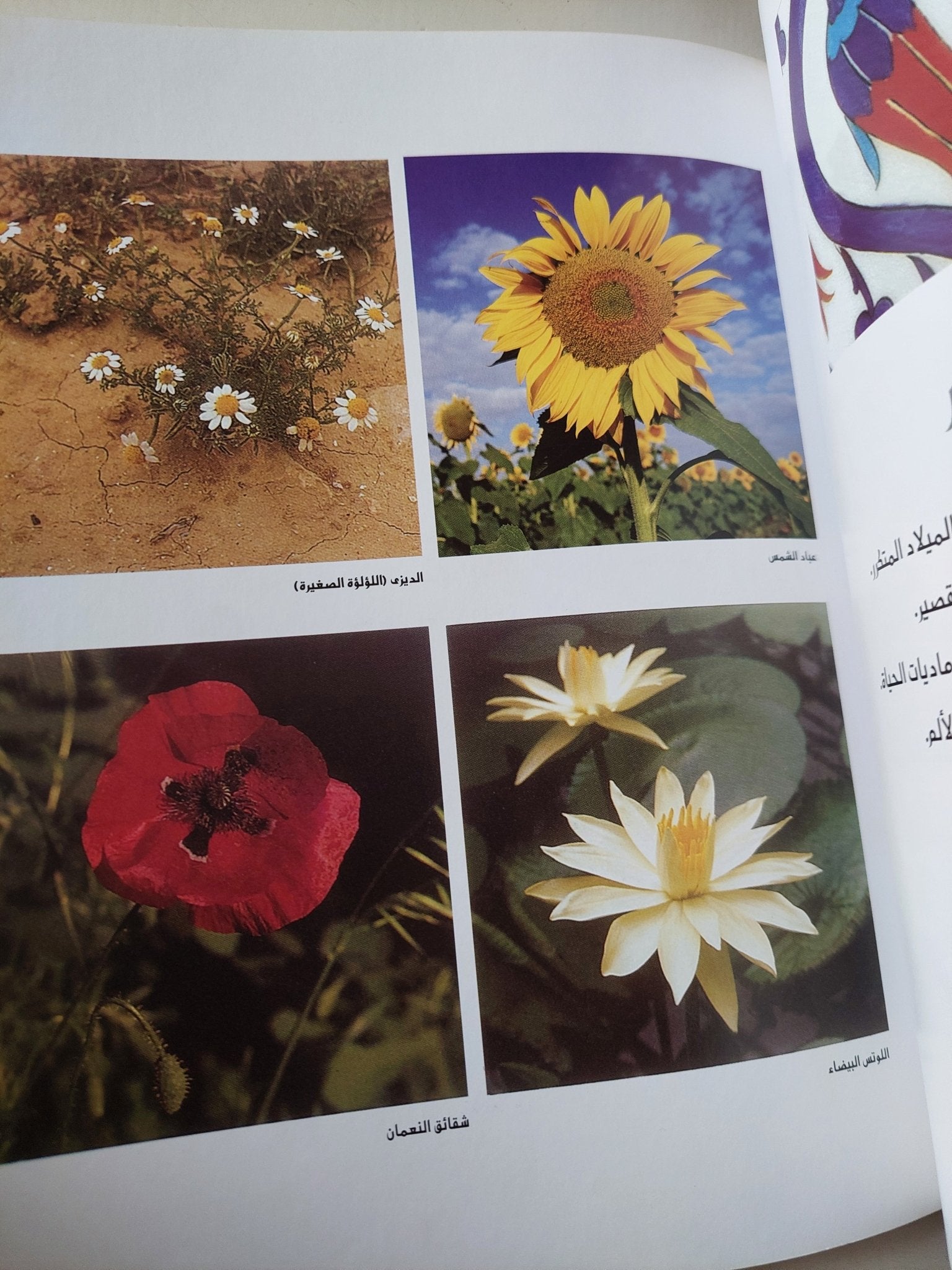 اللوتس حكاية زهرة تحتضن الوجود / مرفت عبد الناصر - قطع كبير ملحق بالصور - متجر كتب مصر - متجر كتب مصر