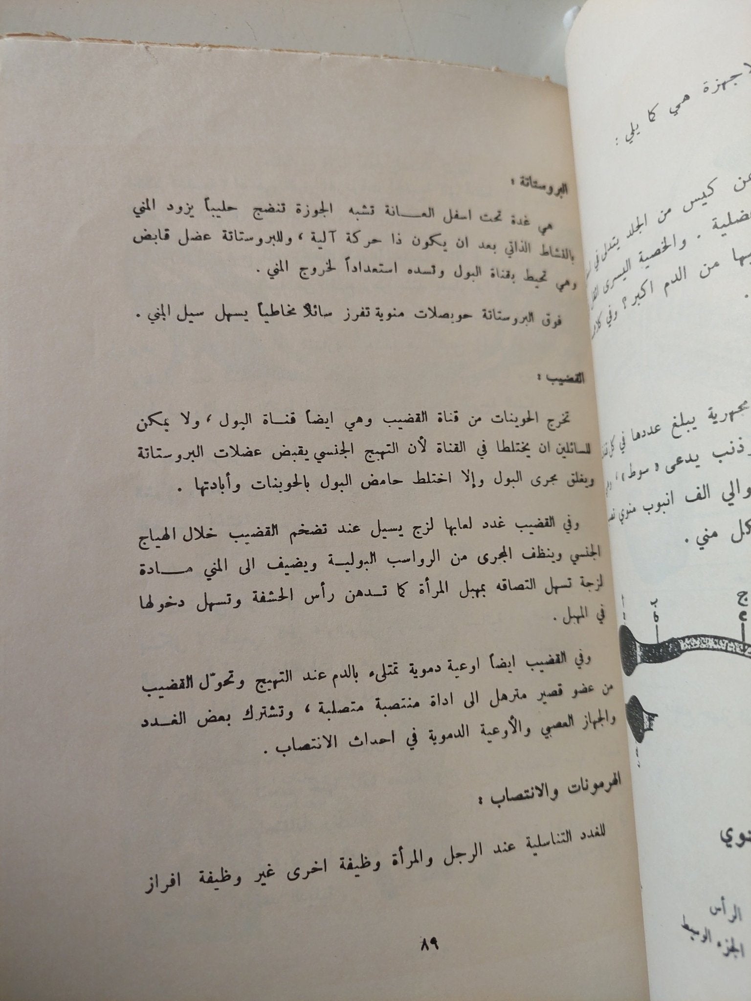 الموسوعة الجنسية : الرجولة والزواج - هارد كفر - متجر كتب مصر - متجر كتب مصر