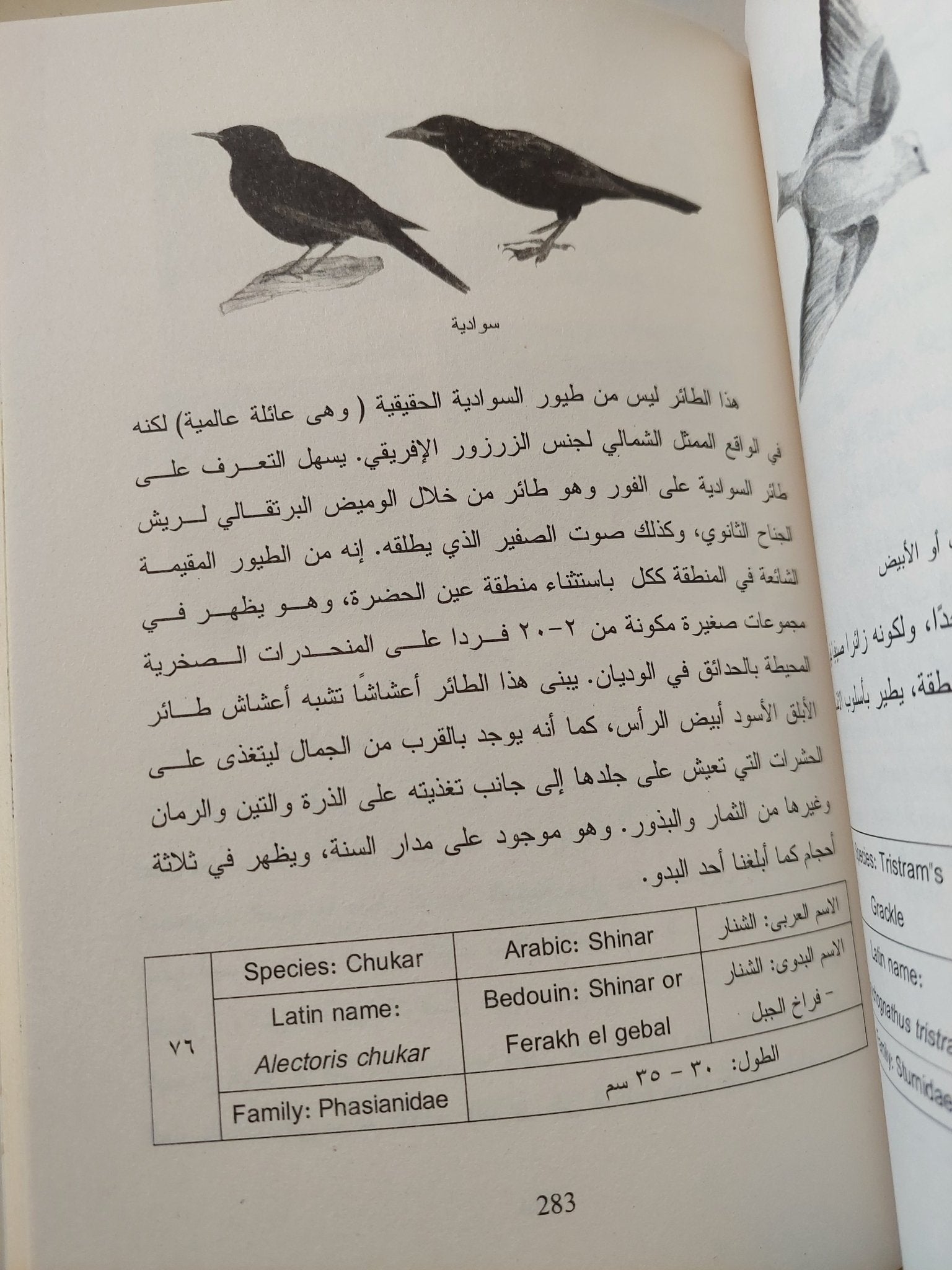 حدائق الأراضى المقدسة .. التراث البدوى والتاريخ الطبيعى فى جبال سيناء / سامى زلط وفرانسيس جلبرت - ملحق بالصور - متجر كتب مصر - متجر كتب مصر