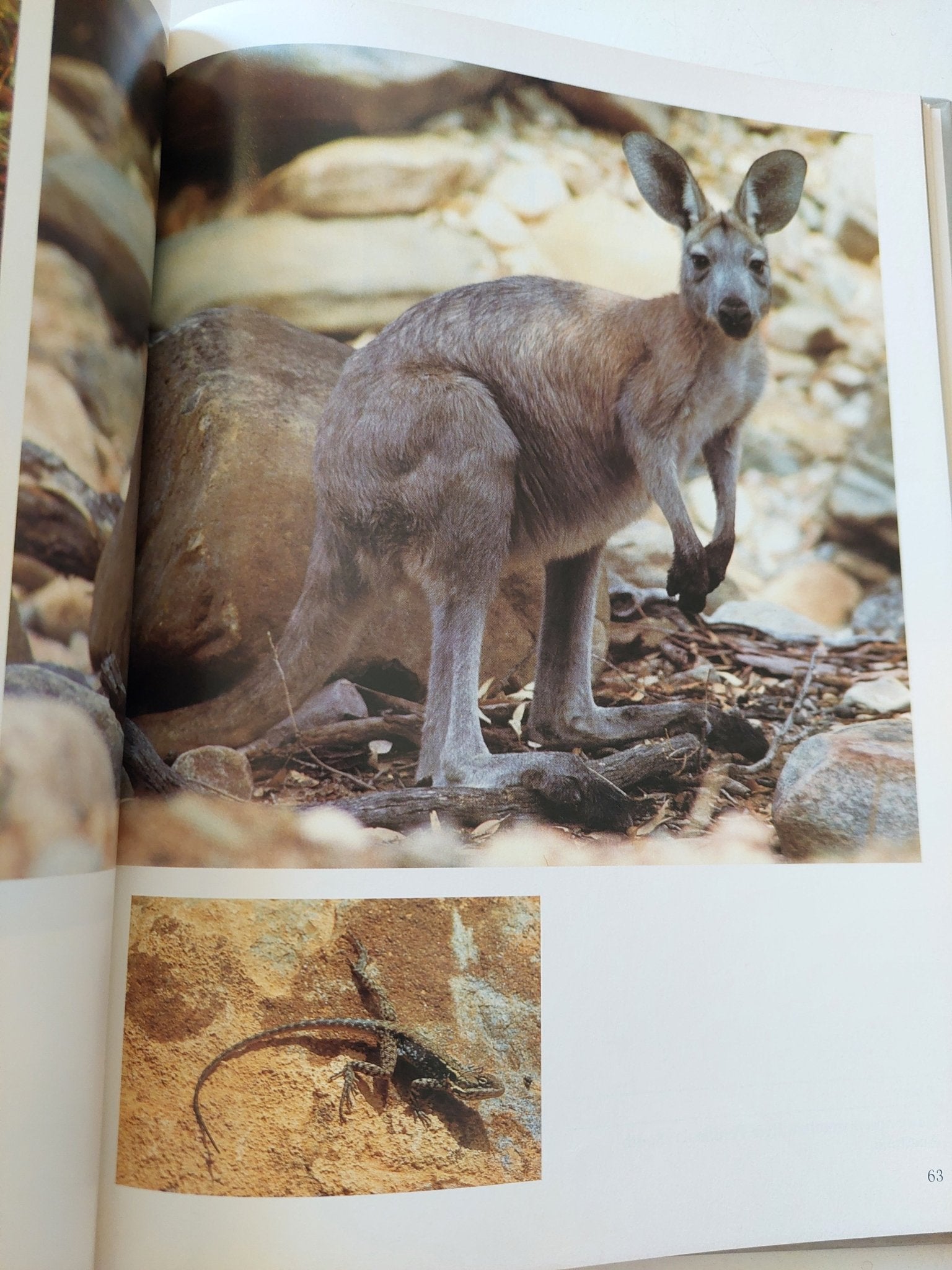 Images of Australia - قطع كبير ملحق بالصور هارد كفر - متجر كتب مصر - متجر كتب مصر