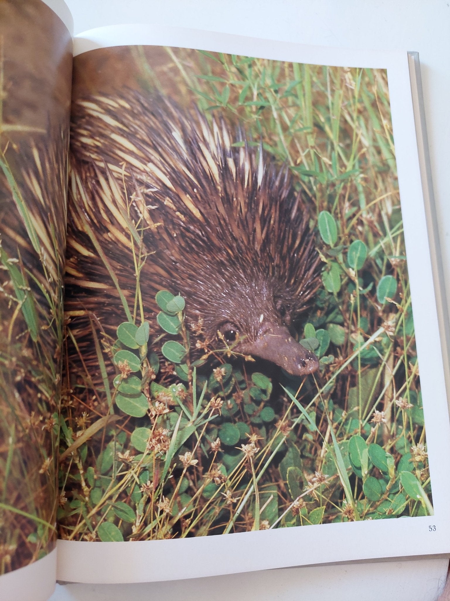Images of Australia - قطع كبير ملحق بالصور هارد كفر - متجر كتب مصر - متجر كتب مصر