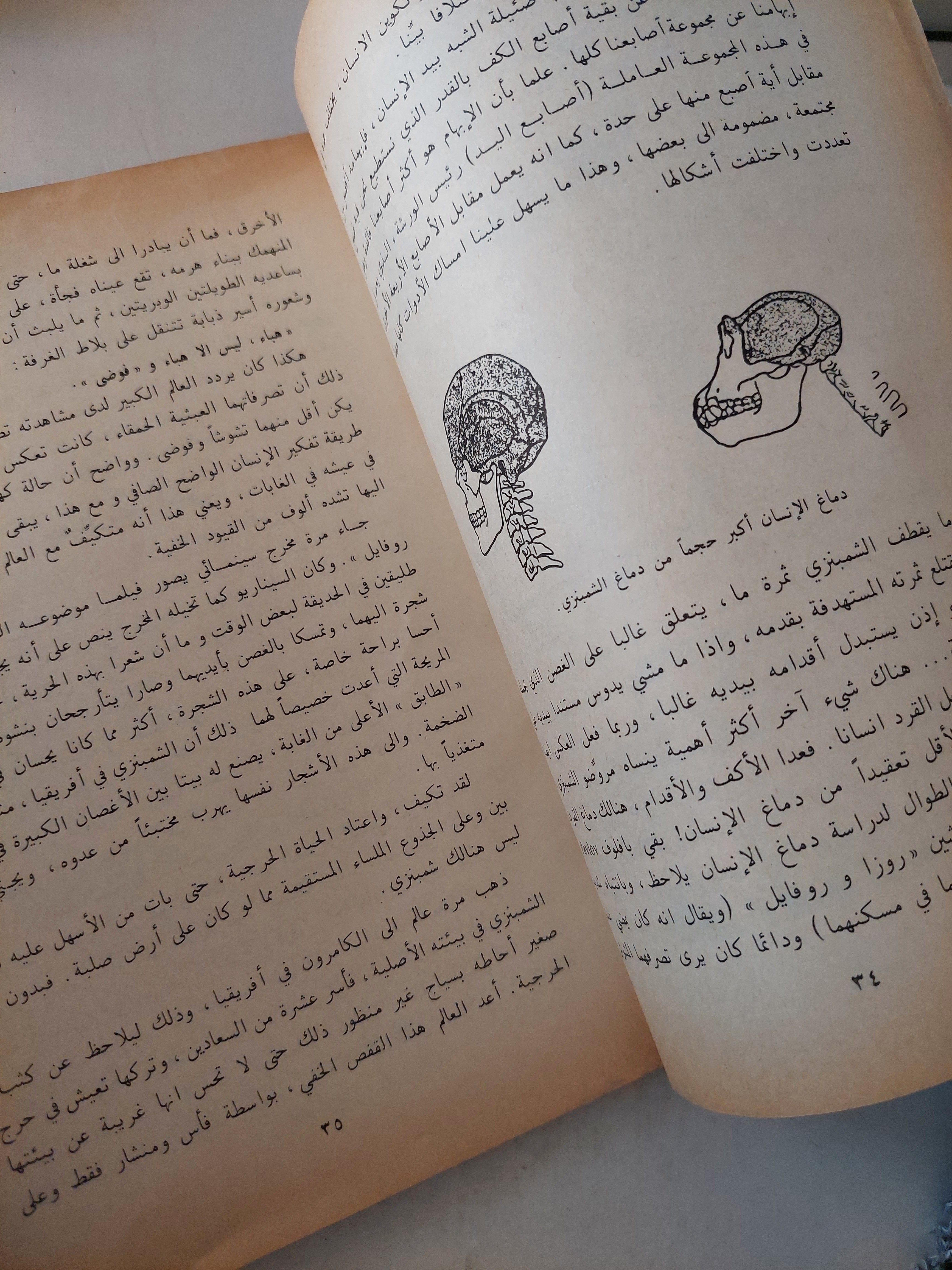 كيف أصبح الإنسان عملاقاً - متجر كتب مصر - متجر كتب مصر