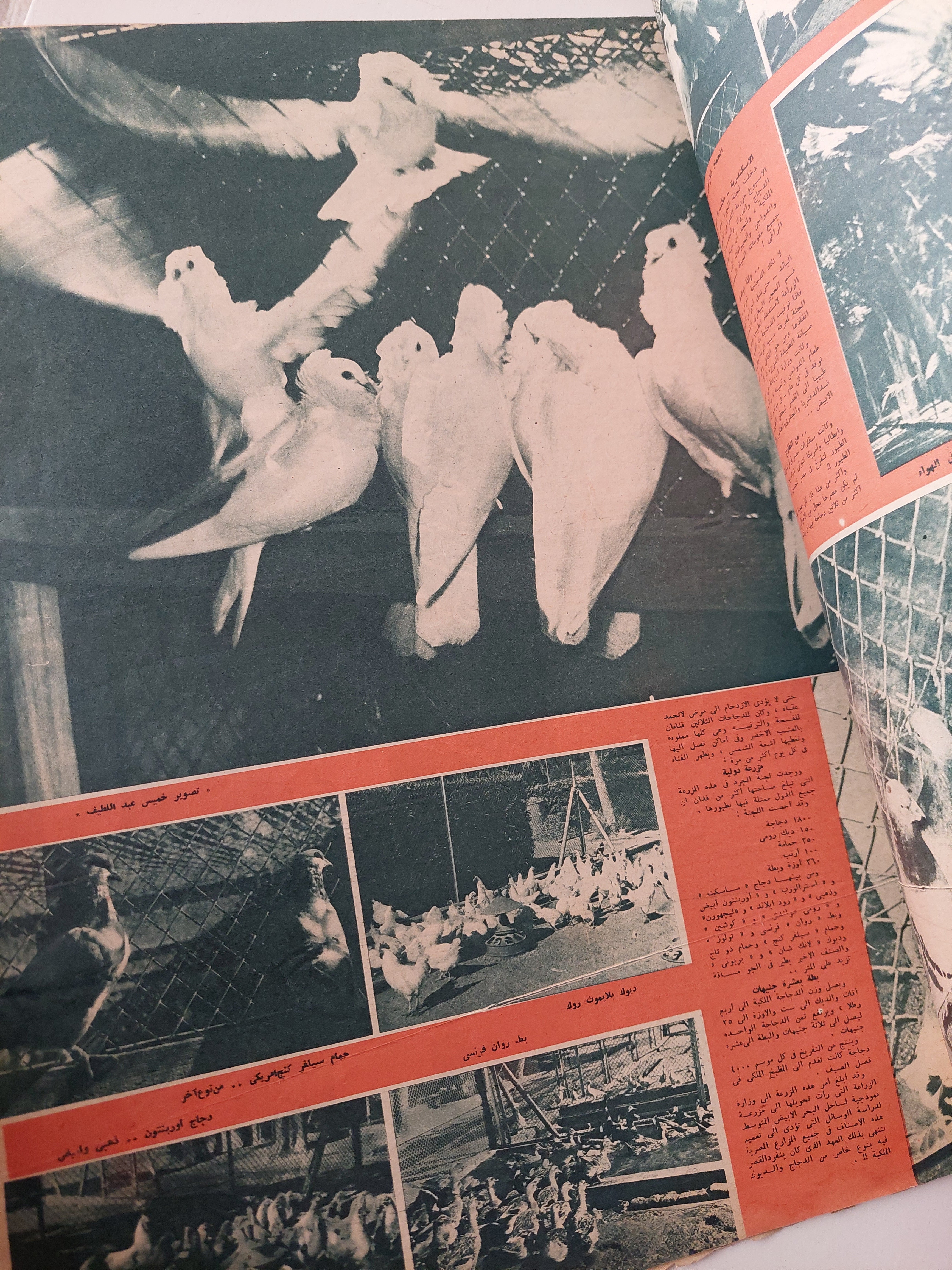 مجلة اخر ساعة .. العدد 943 نوفمبر 1952 .. لو كنت وزير التموين - قطع كبير - متجر كتب مصرمتجر كتب مصر