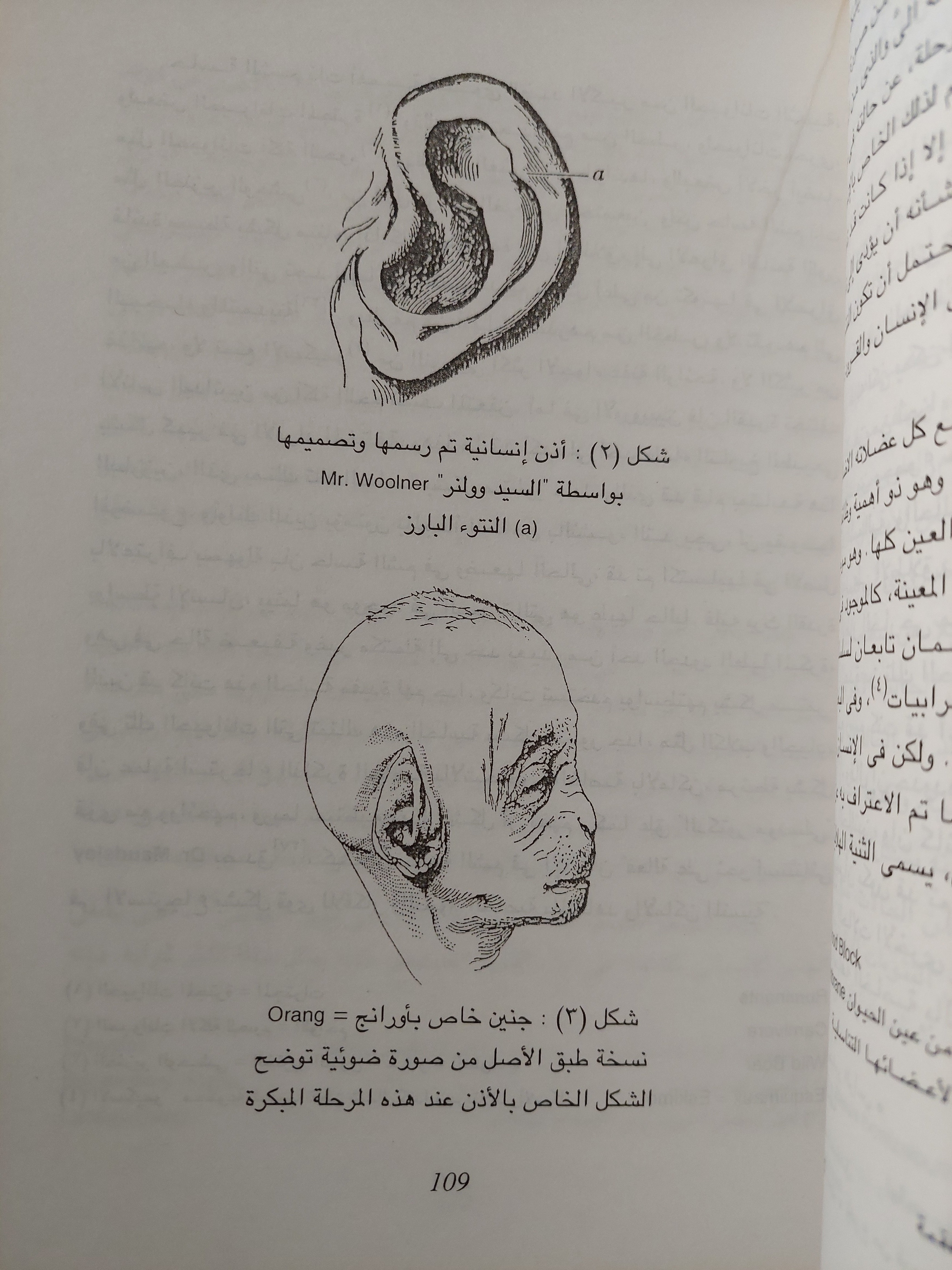 نشأة الإنسان والانتقاء الجنسى / تشارلس داروين - متجر كتب مصر - متجر كتب مصر