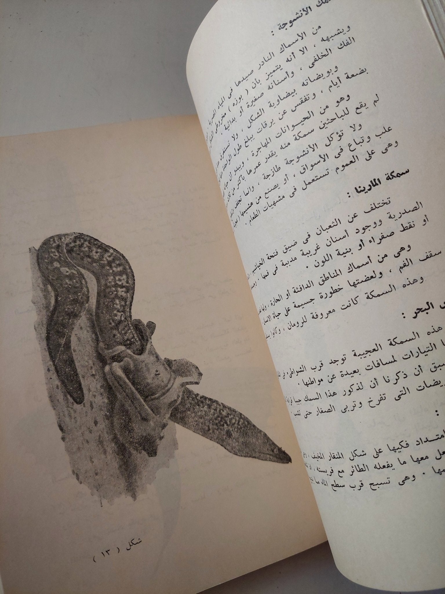 صيد البحر / عبد المنصف محمود - متجر كتب مصر - متجر كتب مصر