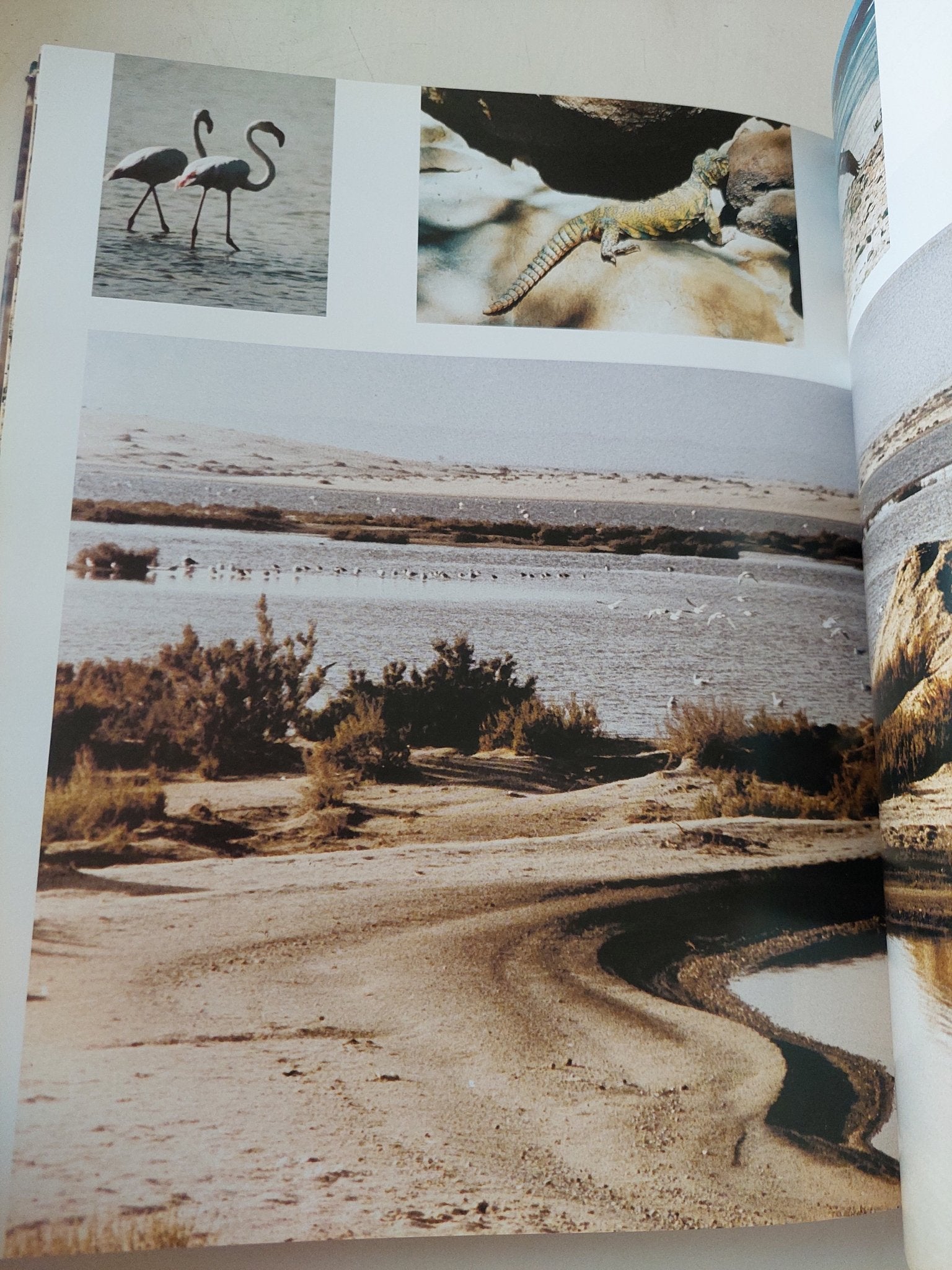 سيناء - قطع كبير هارد كفر / ملحق بالصور - متجر كتب مصر - متجر كتب مصر