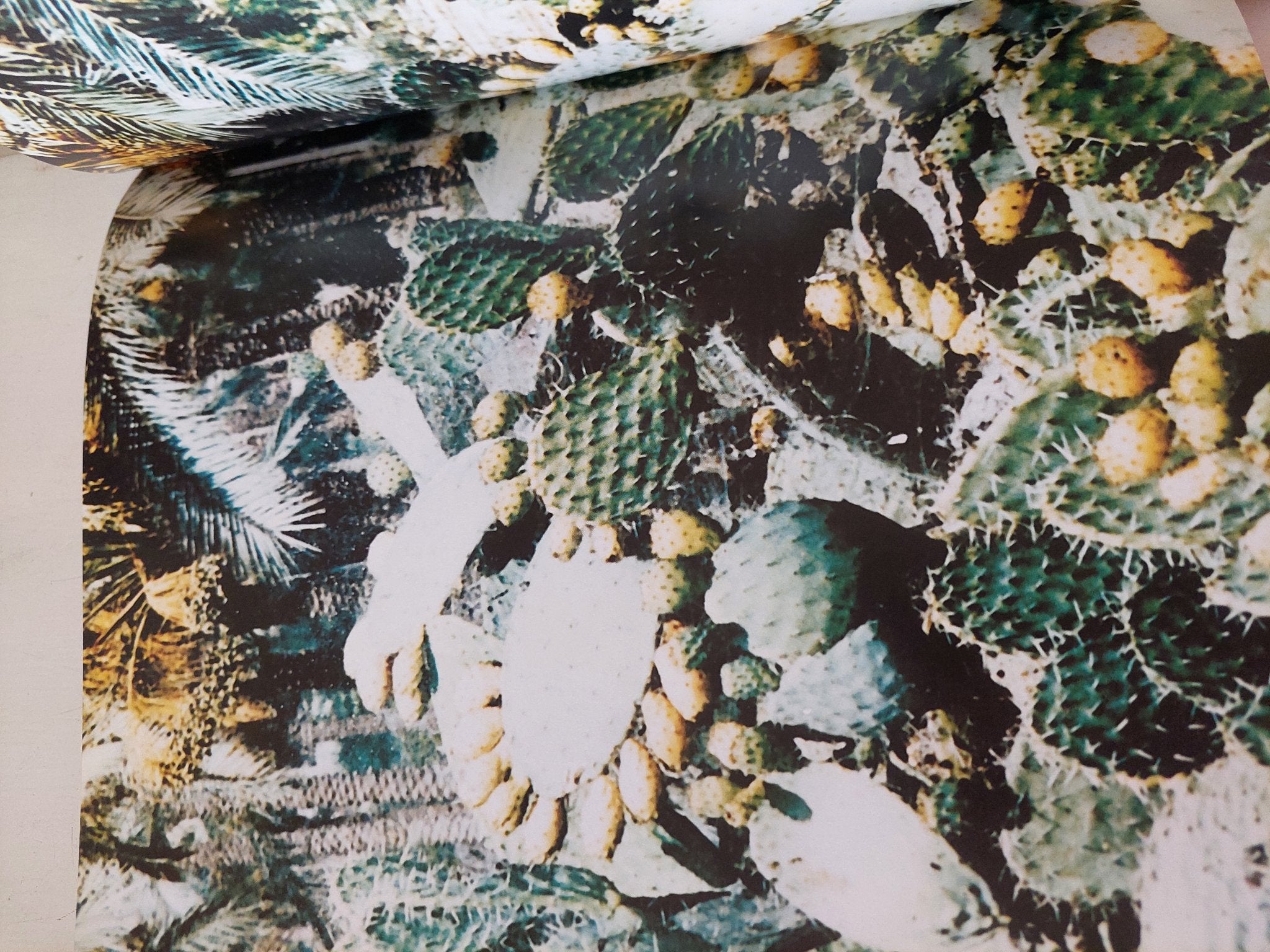 سيناء - قطع كبير هارد كفر / ملحق بالصور - متجر كتب مصر - متجر كتب مصر