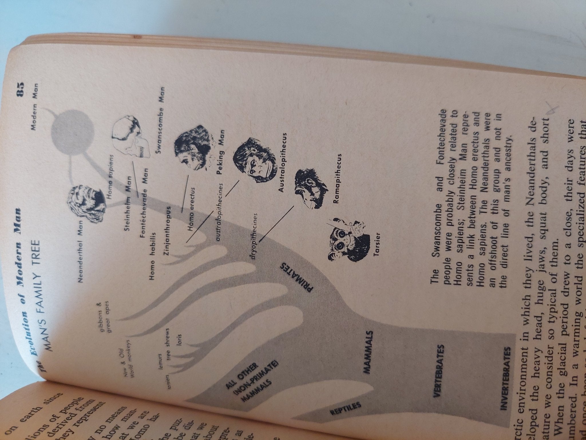 The adventure of man .. his evolution from prehistory to civilization / Arthur Gregor - متجر كتب مصر - متجر كتب مصر