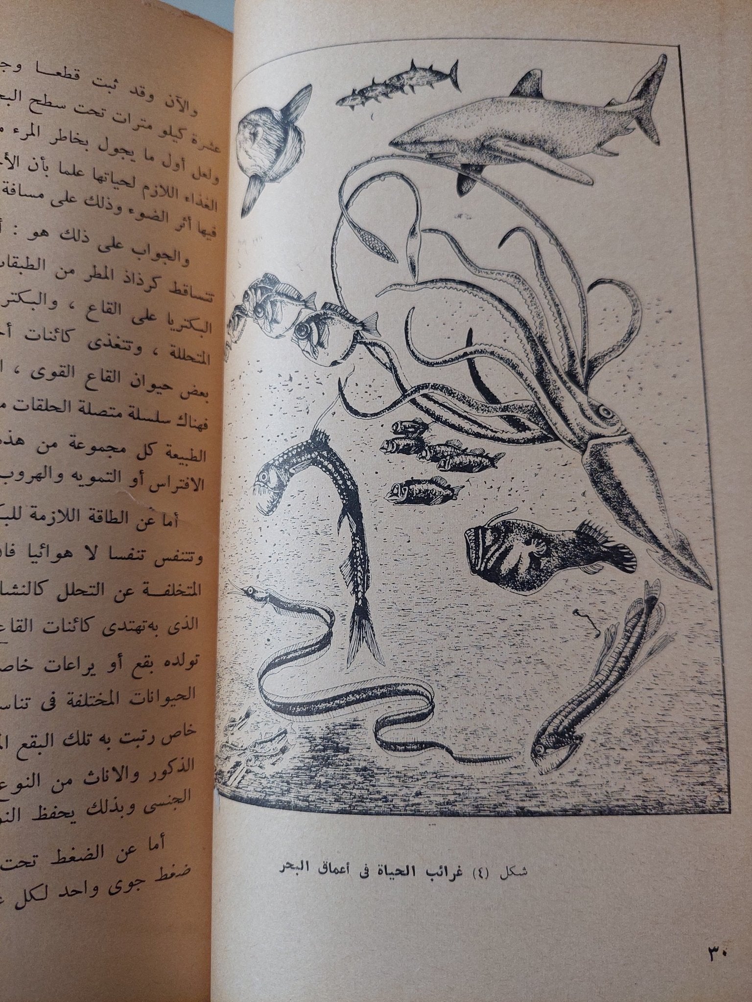 ثروات جديدة من البحار / أنور عبد العليم - ملحق بالصور هارد كفر - متجر كتب مصر - متجر كتب مصر